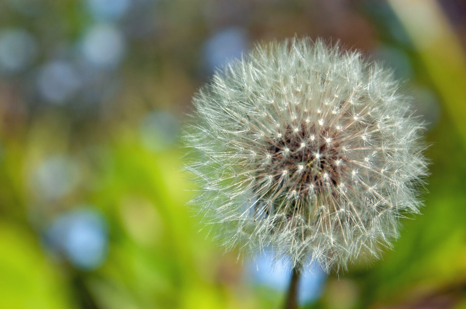 Nikon D70 sample photo. Dandelion, seeds, flower photography