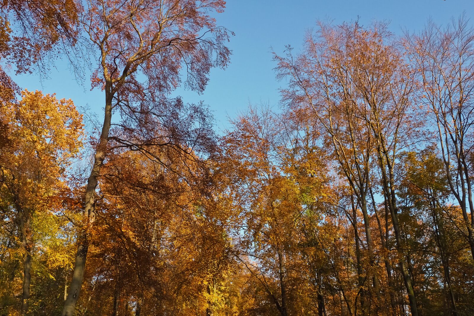 Olympus OM-D E-M10 sample photo. Autumn, nature, trees photography