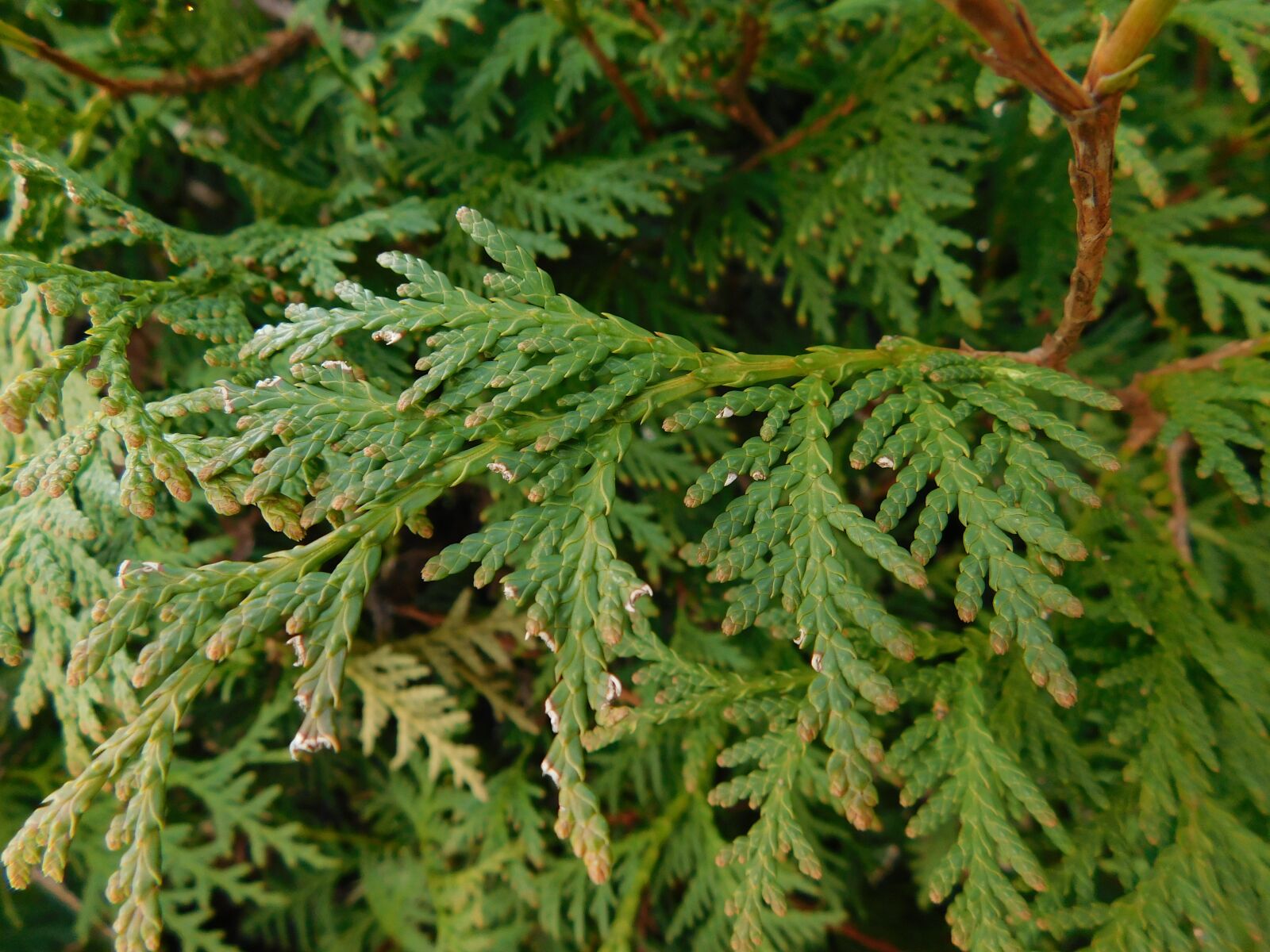 Nikon Coolpix L840 sample photo. Thuja, cupressaceae, tree of photography