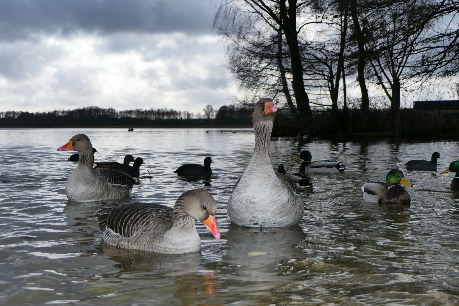 Panasonic Lumix DMC-FZ2500 (Lumix DMC-FZ2000) sample photo. Goose grey goose, water photography