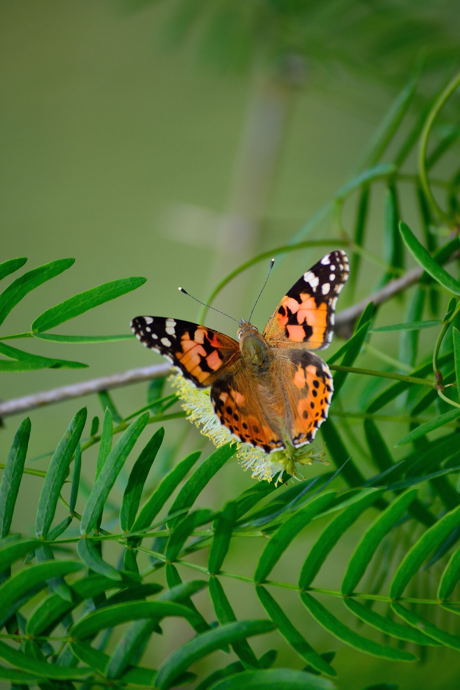Nikon D3100 sample photo. Painted lady, butterfly resting photography