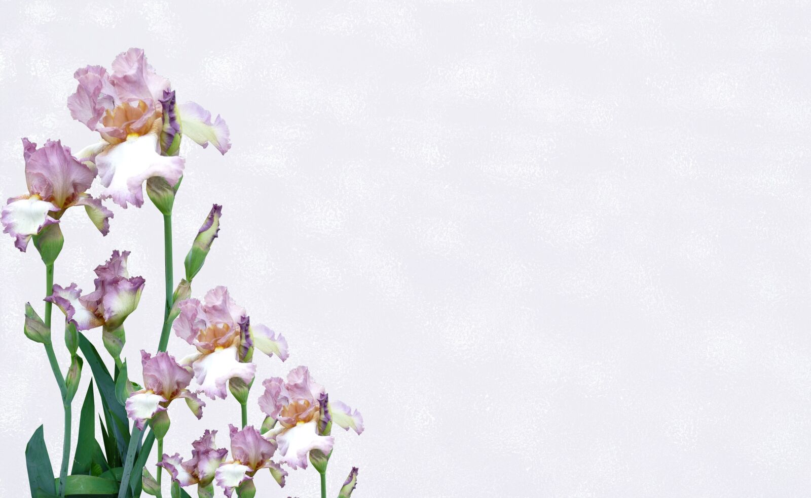 Panasonic Lumix DMC-FZ28 sample photo. Greeting card, iris, flowers photography
