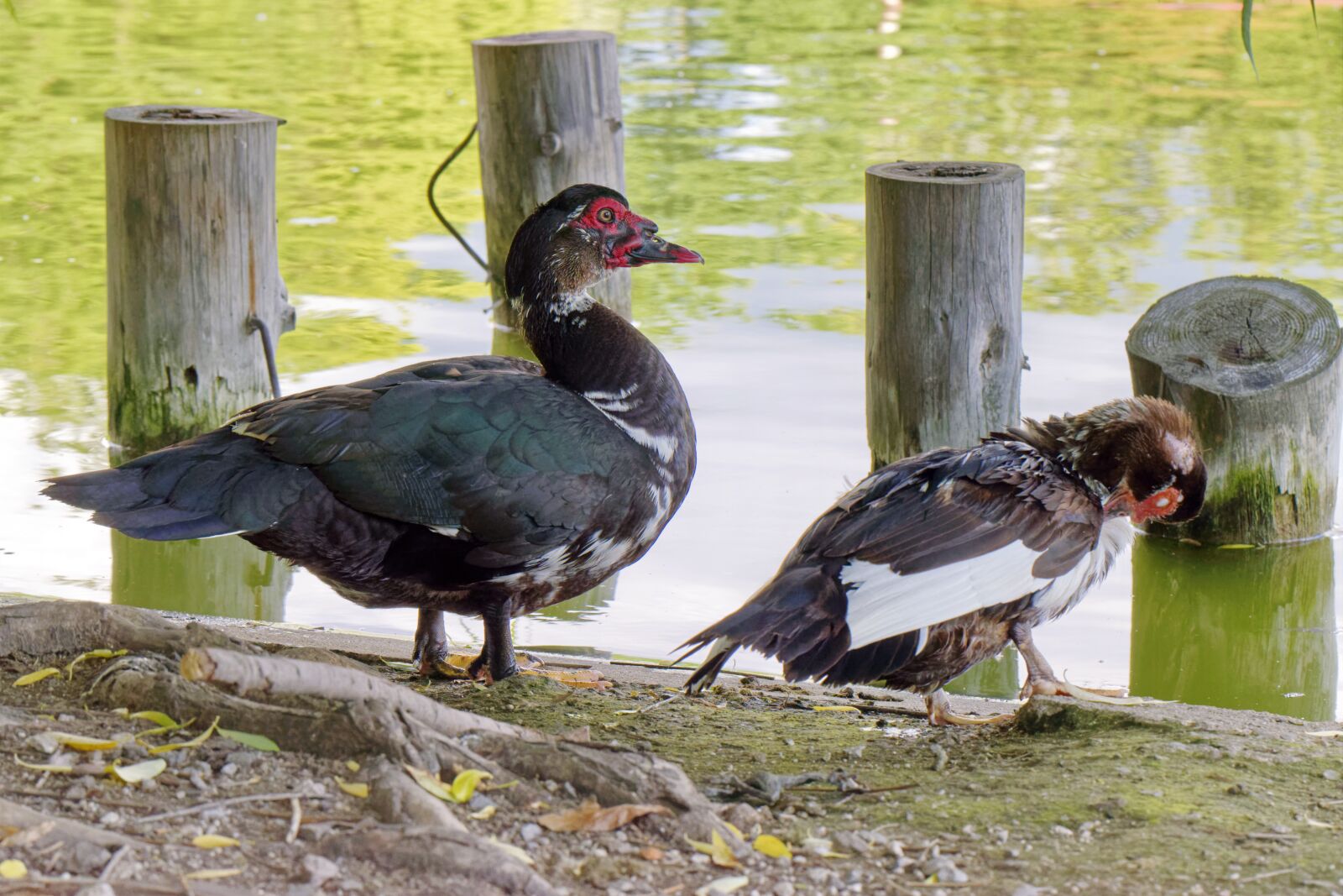 Nikon D5300 sample photo. Birds, ducks, move photography