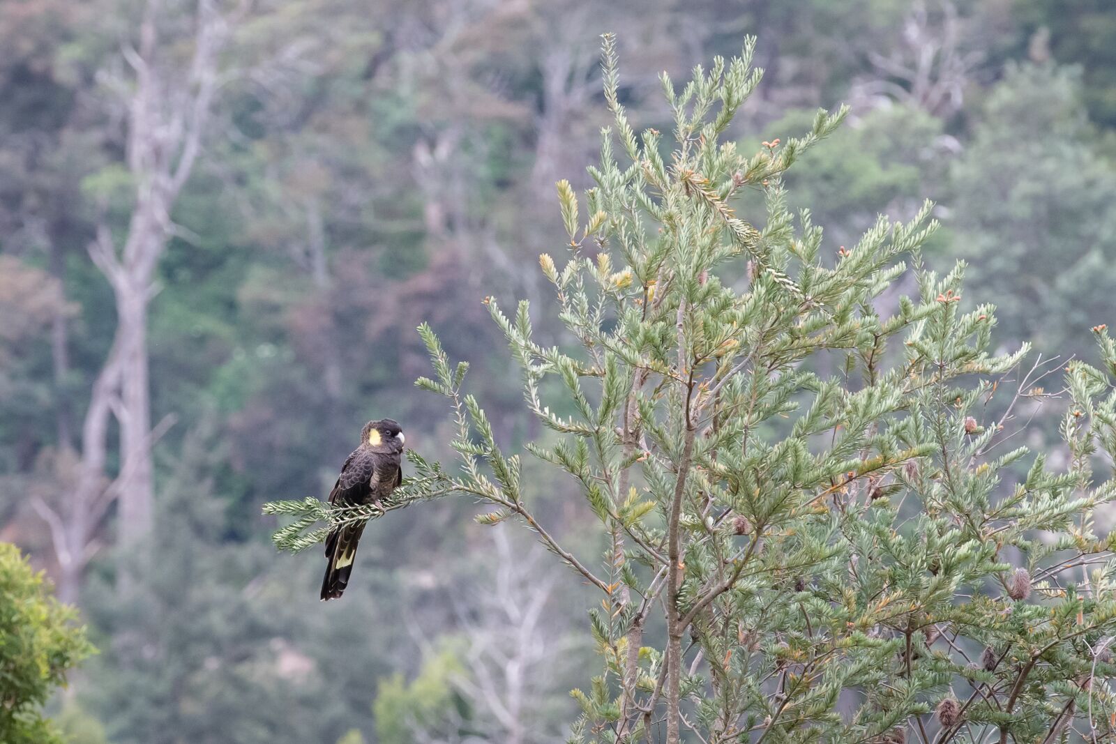 Nikon D850 sample photo. Yellow-tailed black cockatoo, bird photography