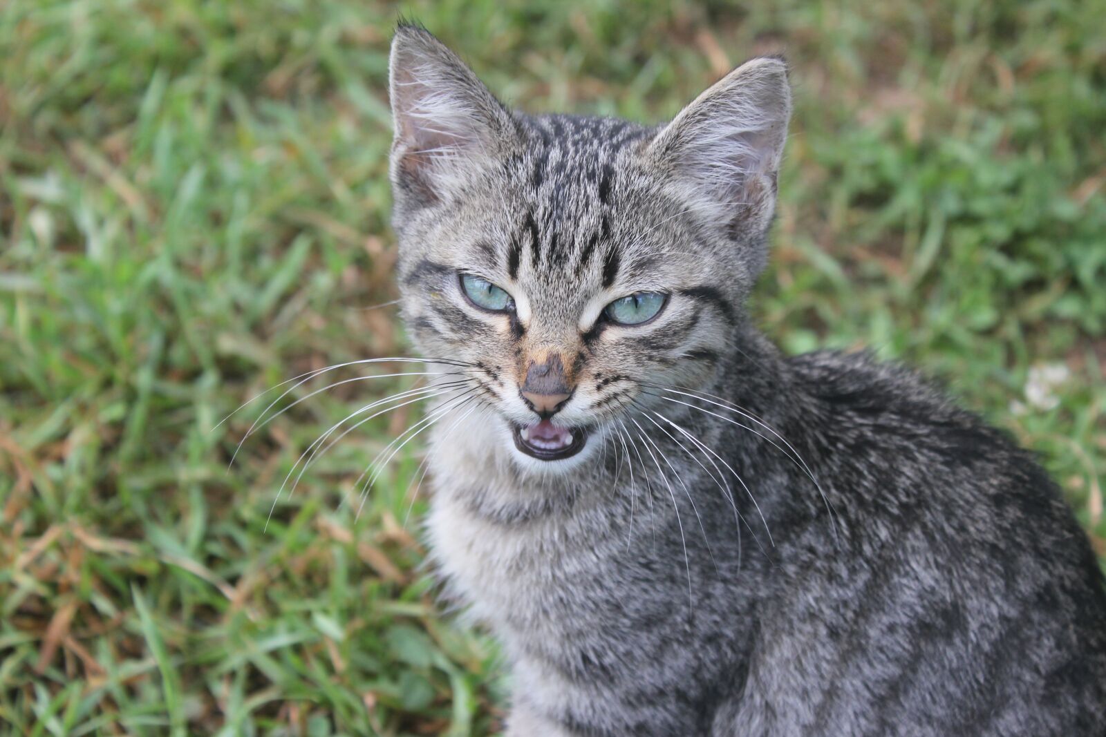 Canon EOS 550D (EOS Rebel T2i / EOS Kiss X4) sample photo. Cat, animal, angry photography