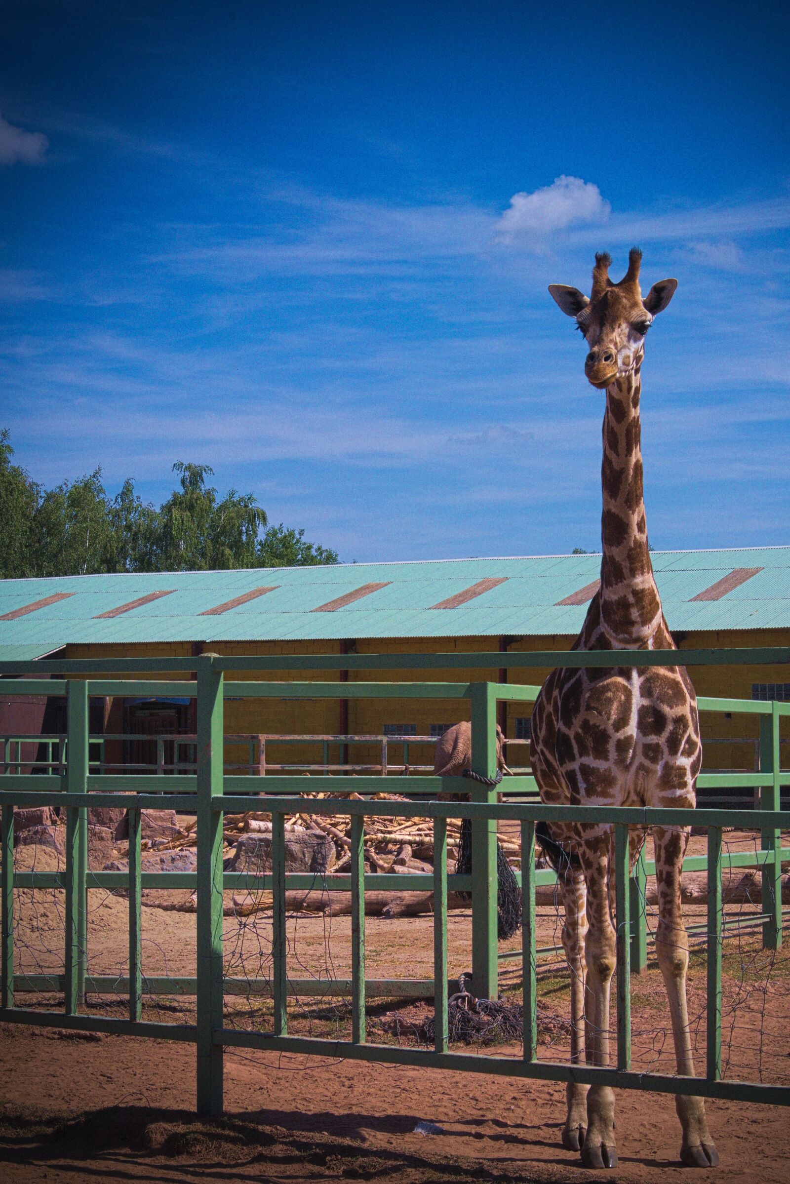 Panasonic Lumix DMC-GH3 sample photo. Giraffe, animal, africa photography