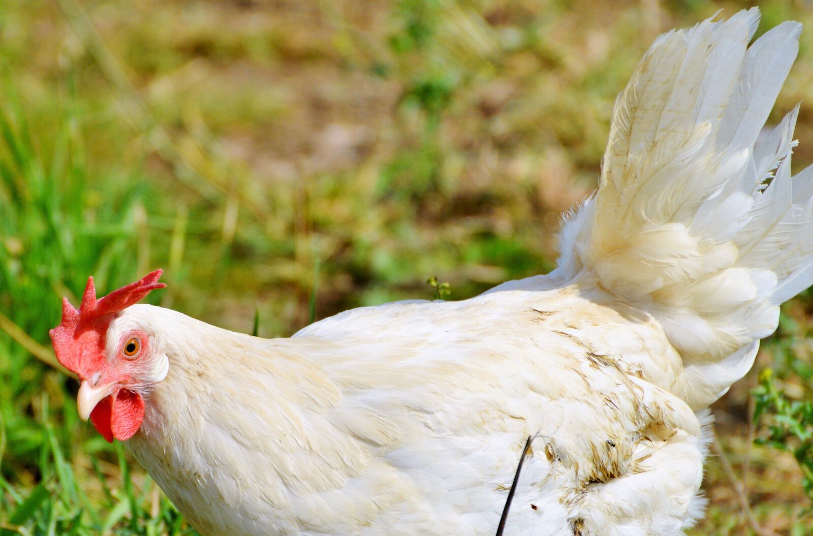 Nikon D3200 sample photo. Chicken, hen, poultry photography