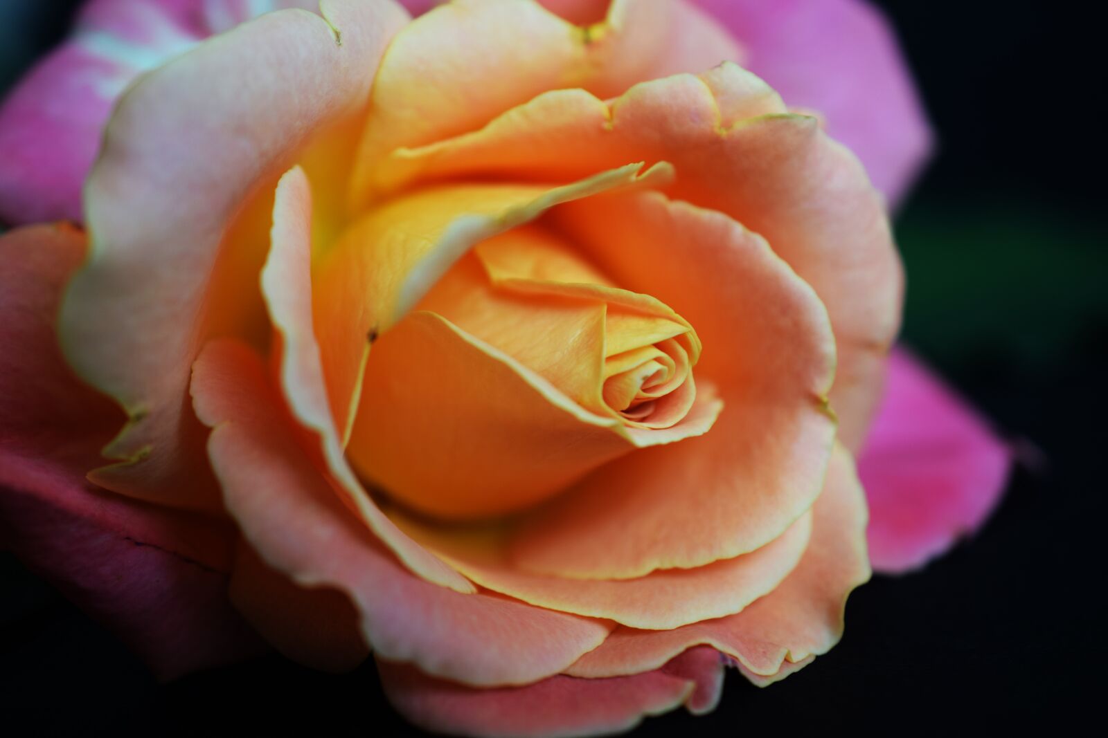 Nikon D5300 sample photo. Rose, flowering, beautiful flower photography