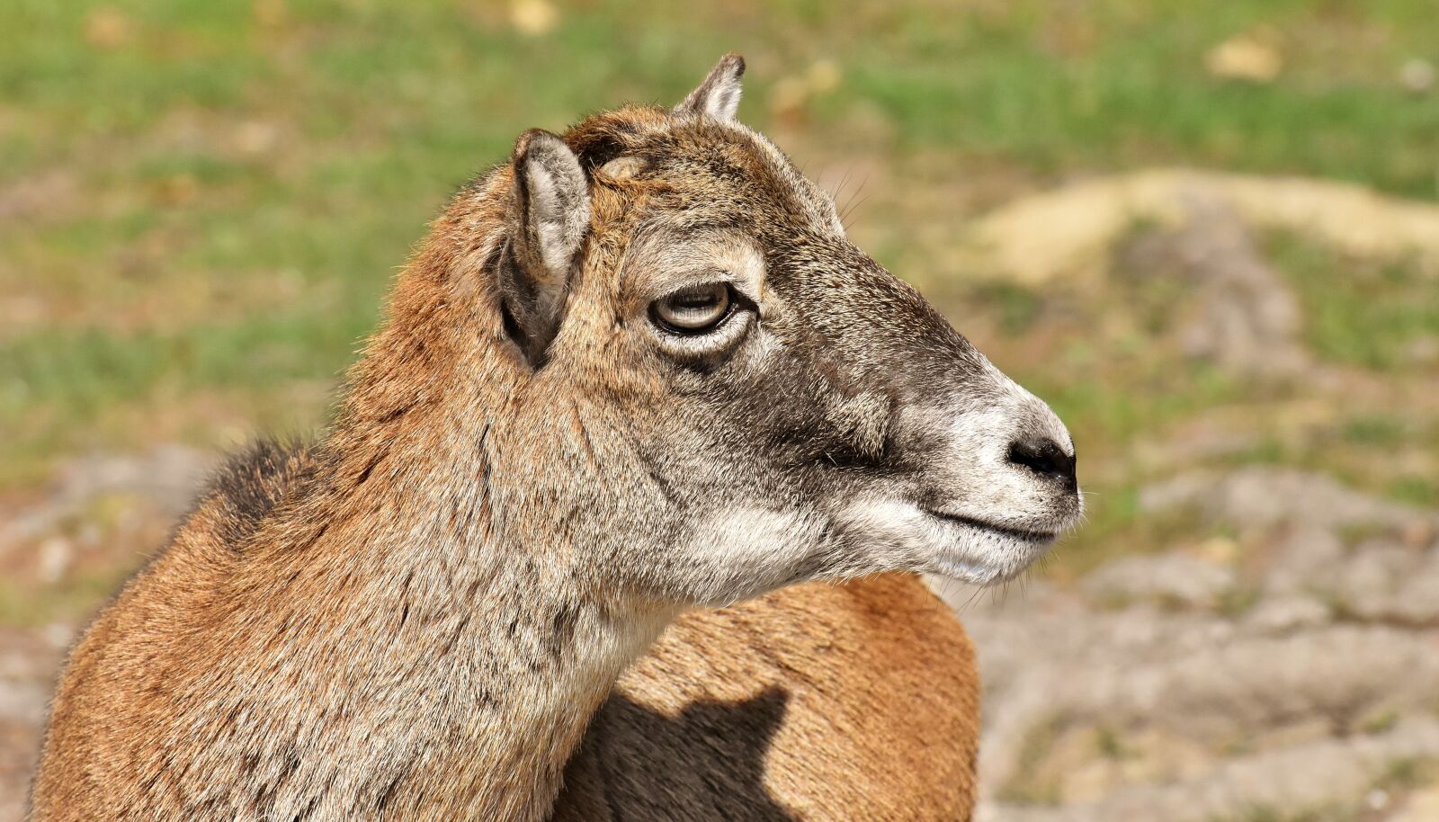 Nikon D7200 sample photo. Mouflon, wild animal, european photography