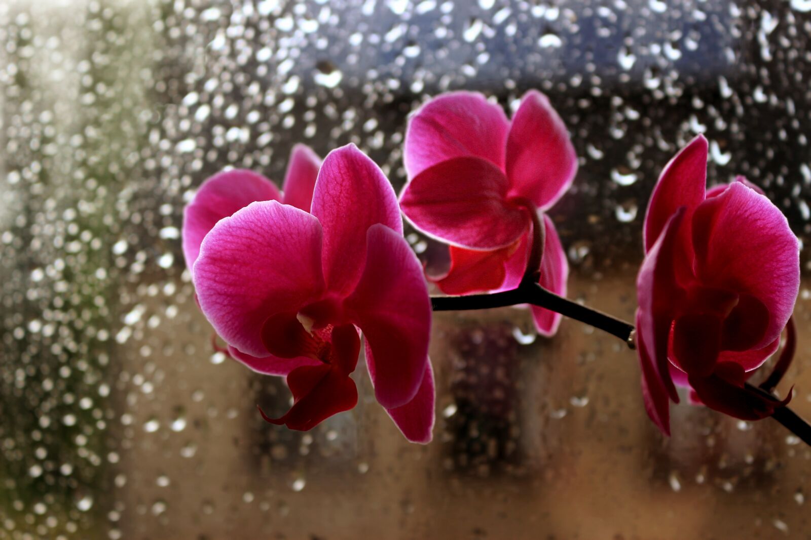 Canon EOS 100D (EOS Rebel SL1 / EOS Kiss X7) sample photo. Flowers, orchid, rain photography