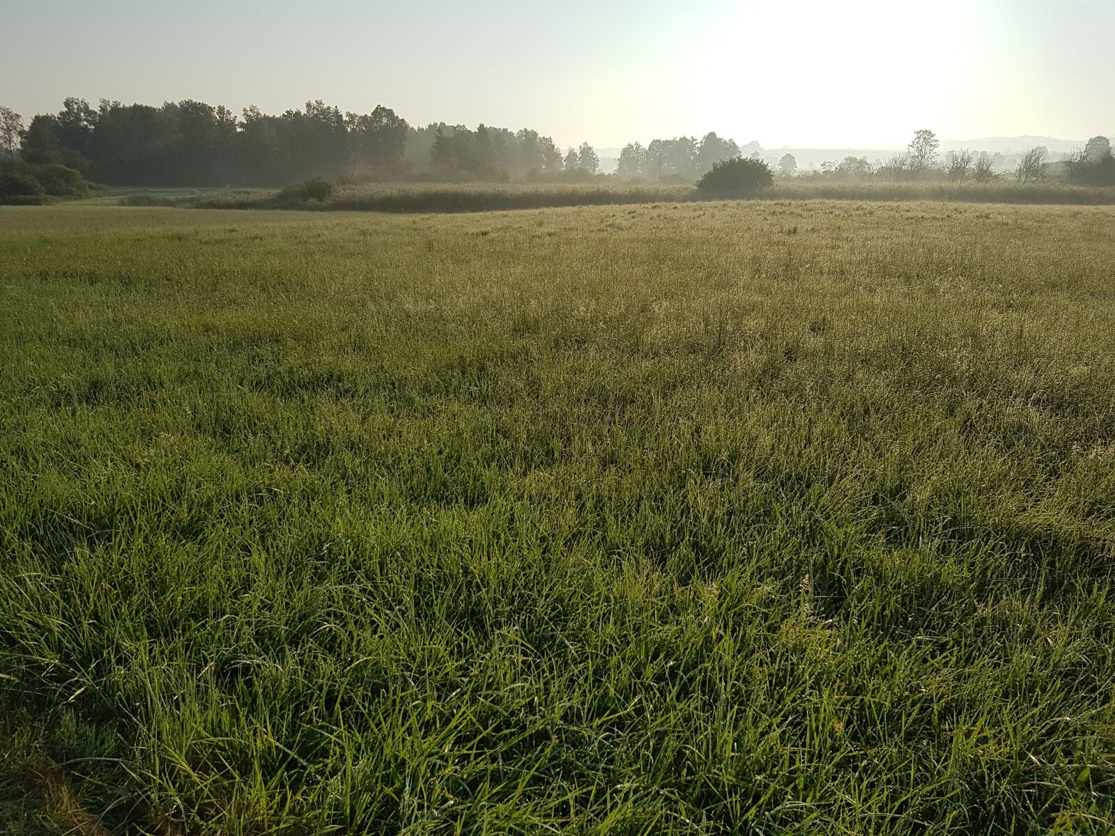 Samsung Galaxy S7 sample photo. Mood, meadow, dew photography