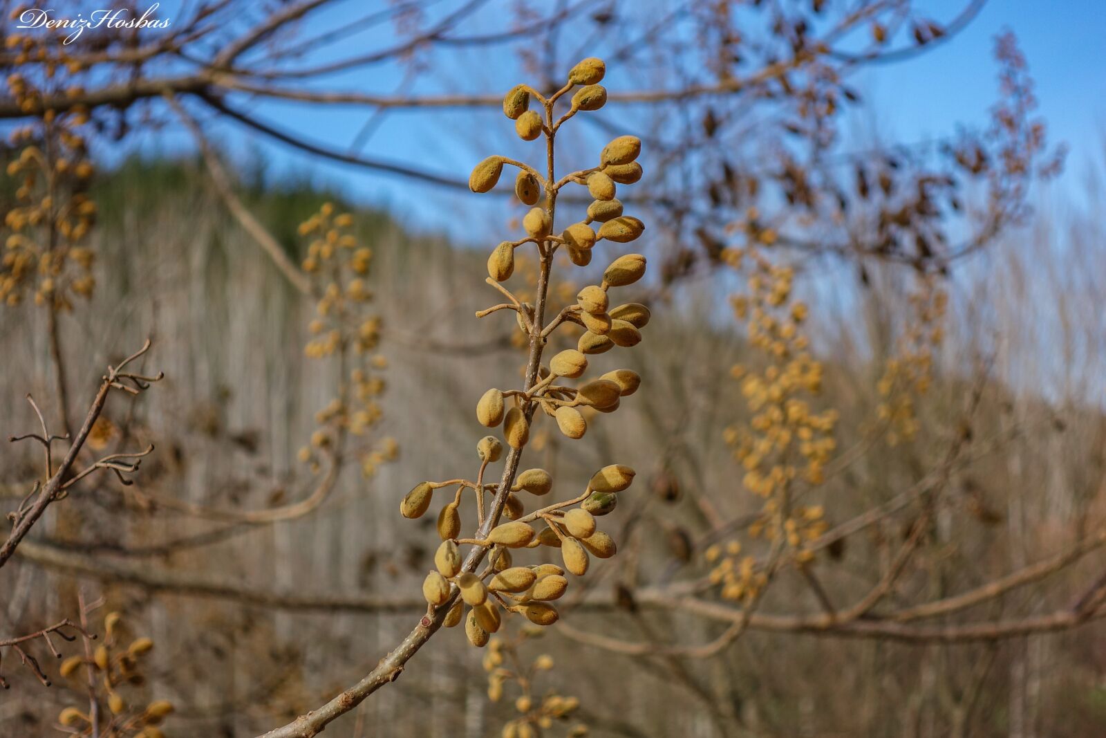 Sony Cyber-shot DSC-RX100 IV sample photo. Seed, fruit, food photography