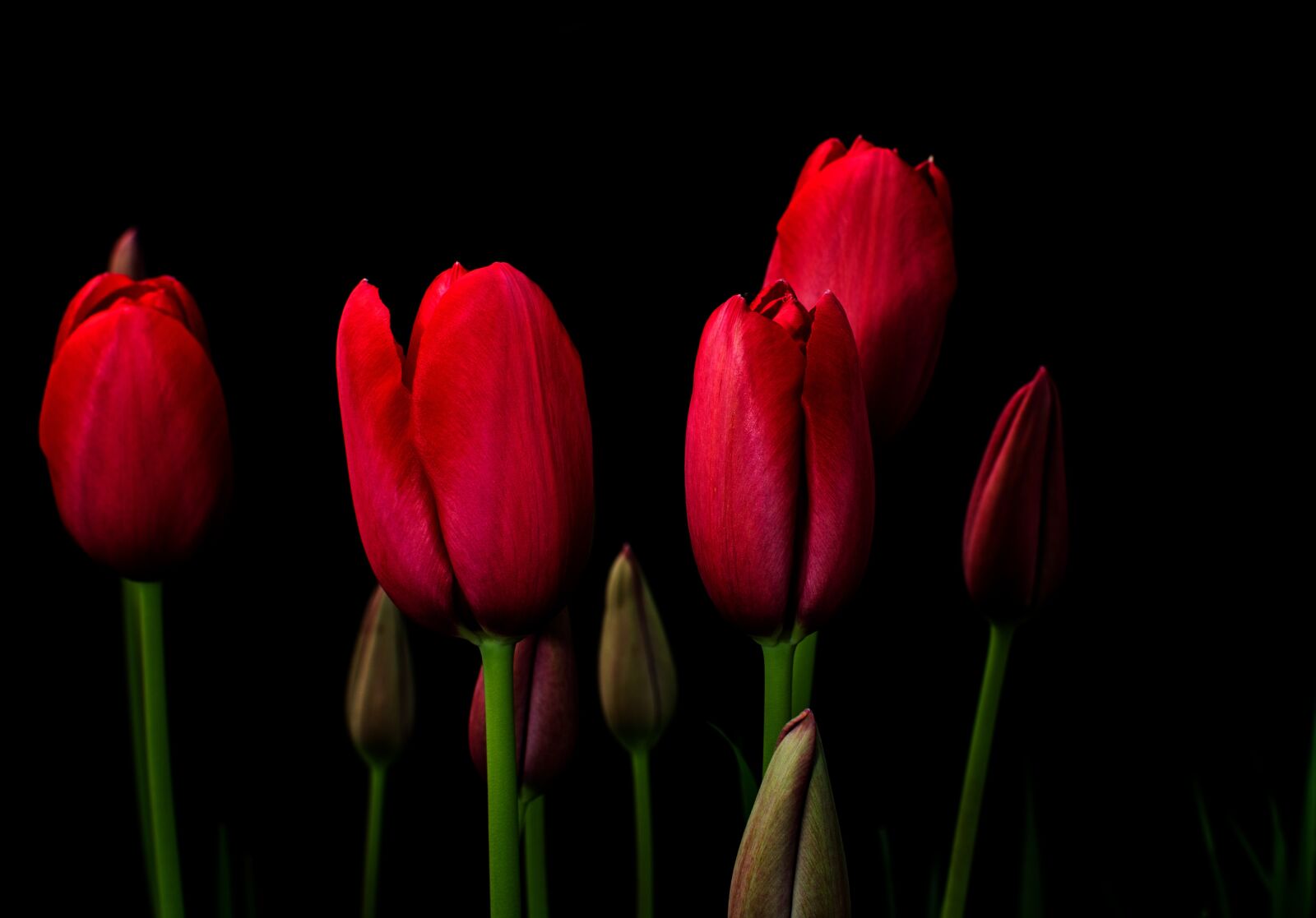 Nikon D5100 sample photo. Flora, tulips, red photography