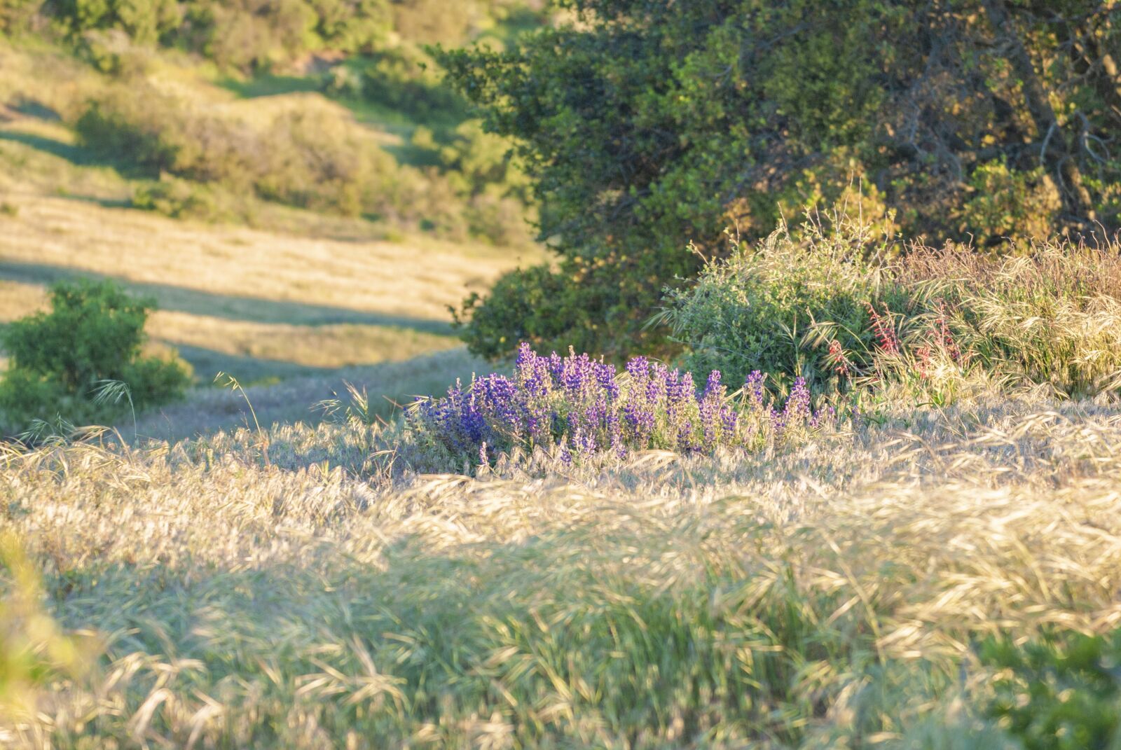 Nikon D3000 sample photo. Desert, flower, nature photography