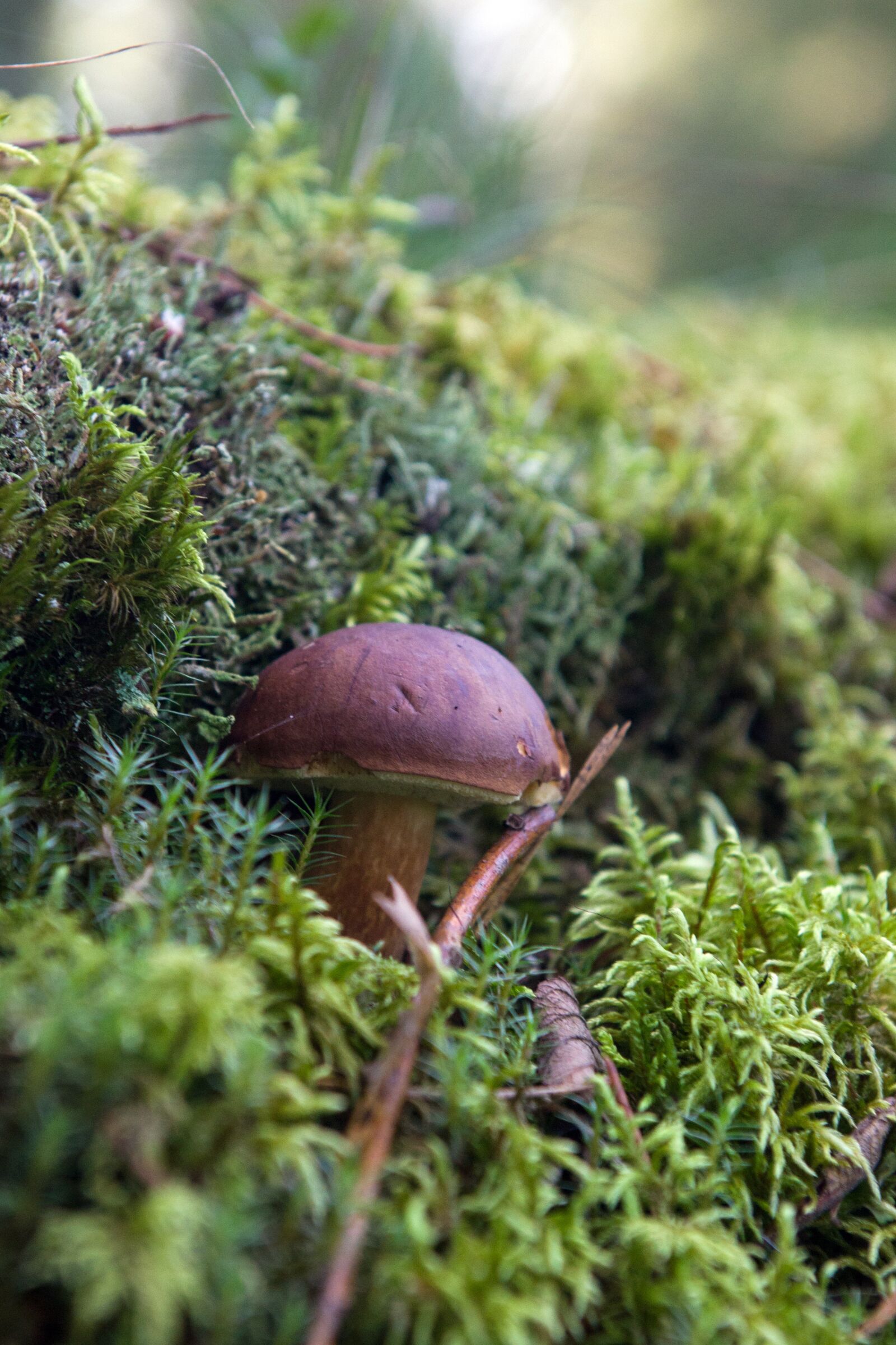 Nikon D3100 sample photo. Mushroom, moss, forest photography