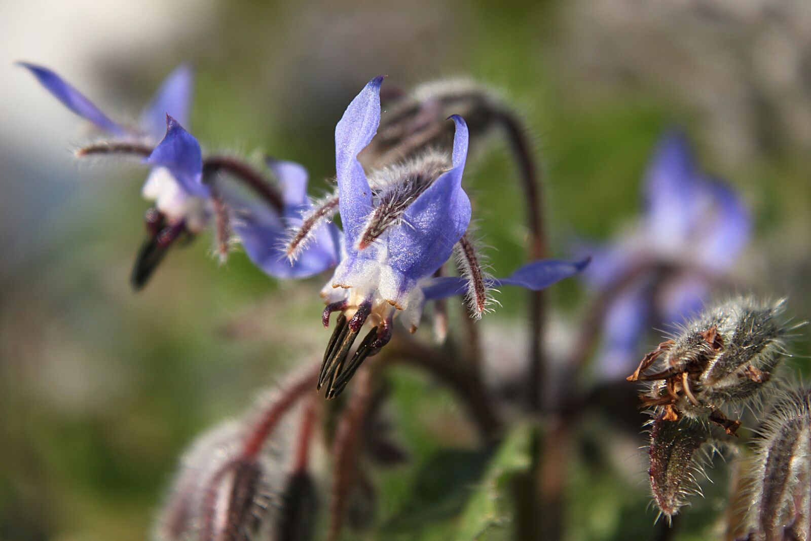 Canon EOS 500D (EOS Rebel T1i / EOS Kiss X3) sample photo. Flowers, leaves, plant photography