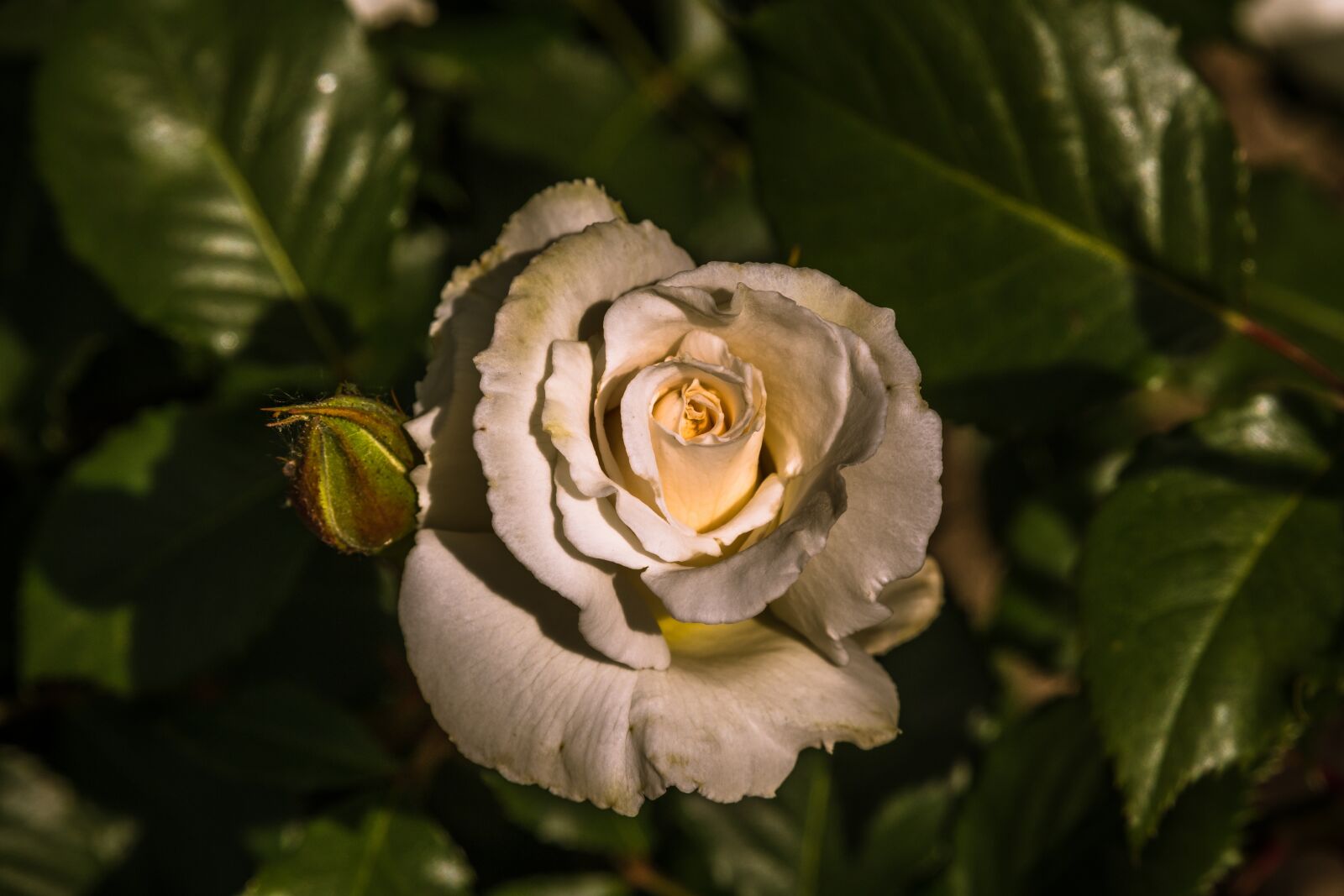 Tamron 28-300mm F3.5-6.3 Di VC PZD sample photo. Rose, white, blossom photography