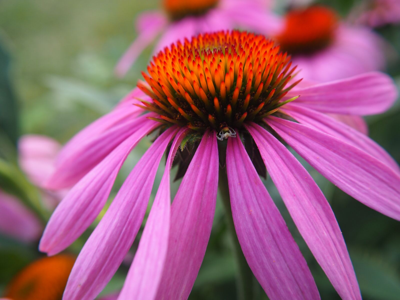 Olympus OM-D E-M10 sample photo. Echinacea, blossom, bloom photography
