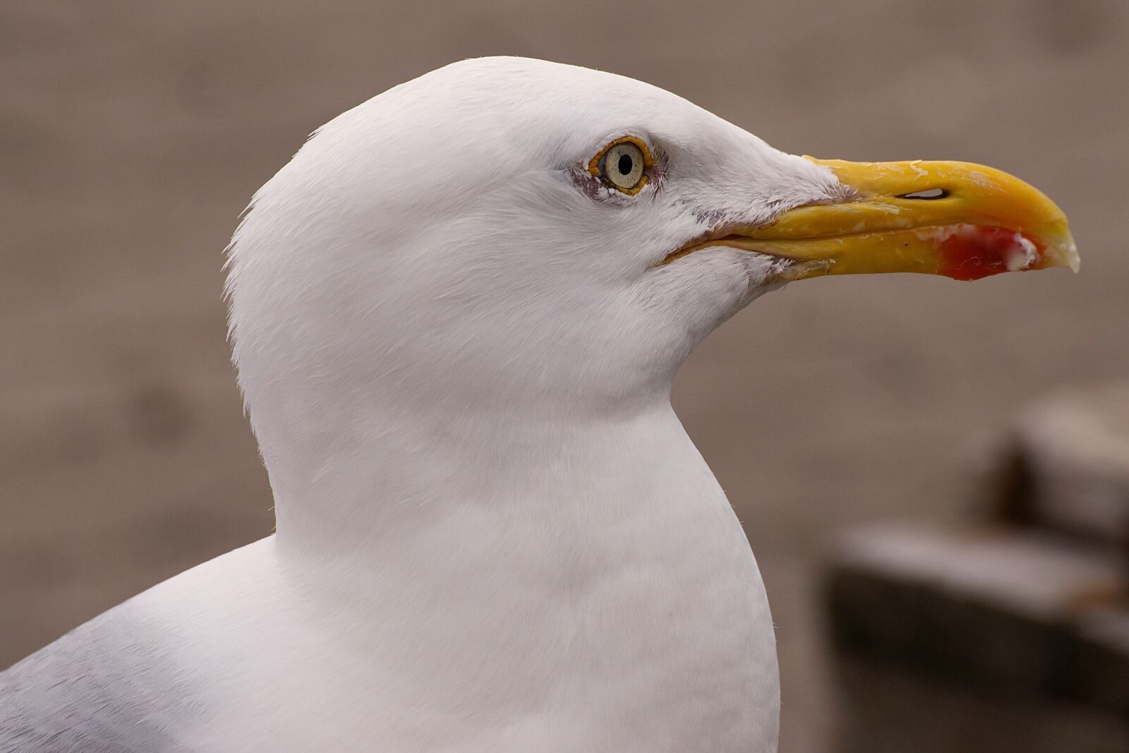 Sony Alpha DSLR-A350 sample photo. Gull, head, bird photography