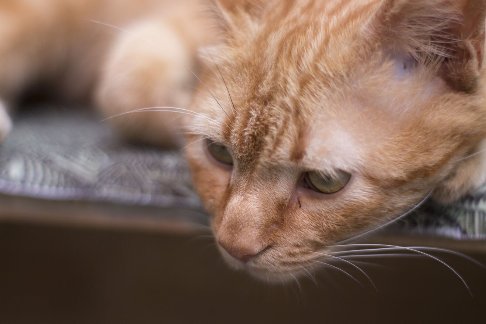 Canon EOS 700D (EOS Rebel T5i / EOS Kiss X7i) sample photo. Cat, yellow, sad photography