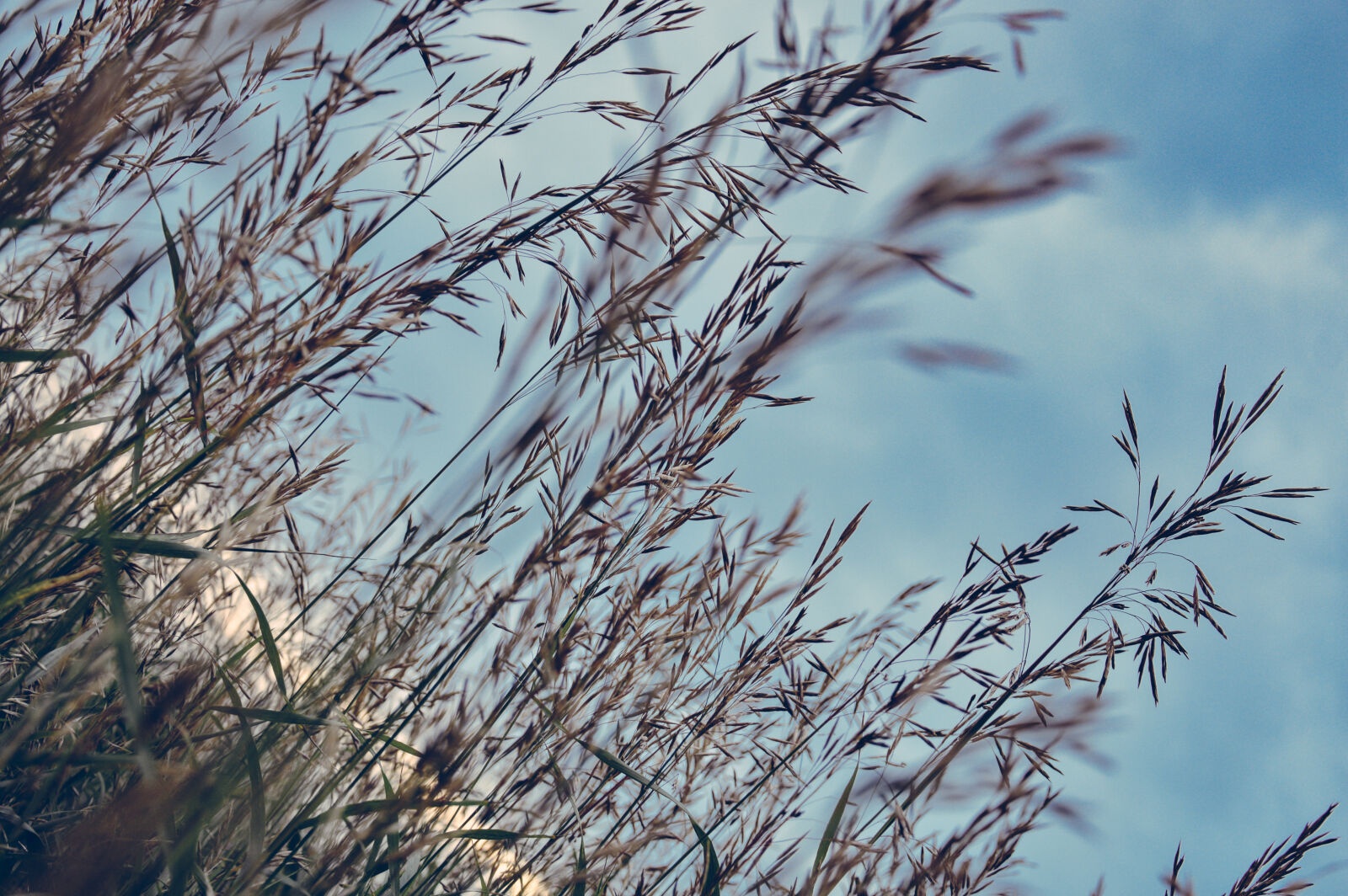 Nikon D3200 sample photo. Brown, plants, under, the photography