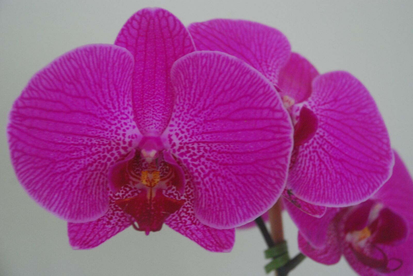 Nikon D80 sample photo. Flower, orchid, plant photography