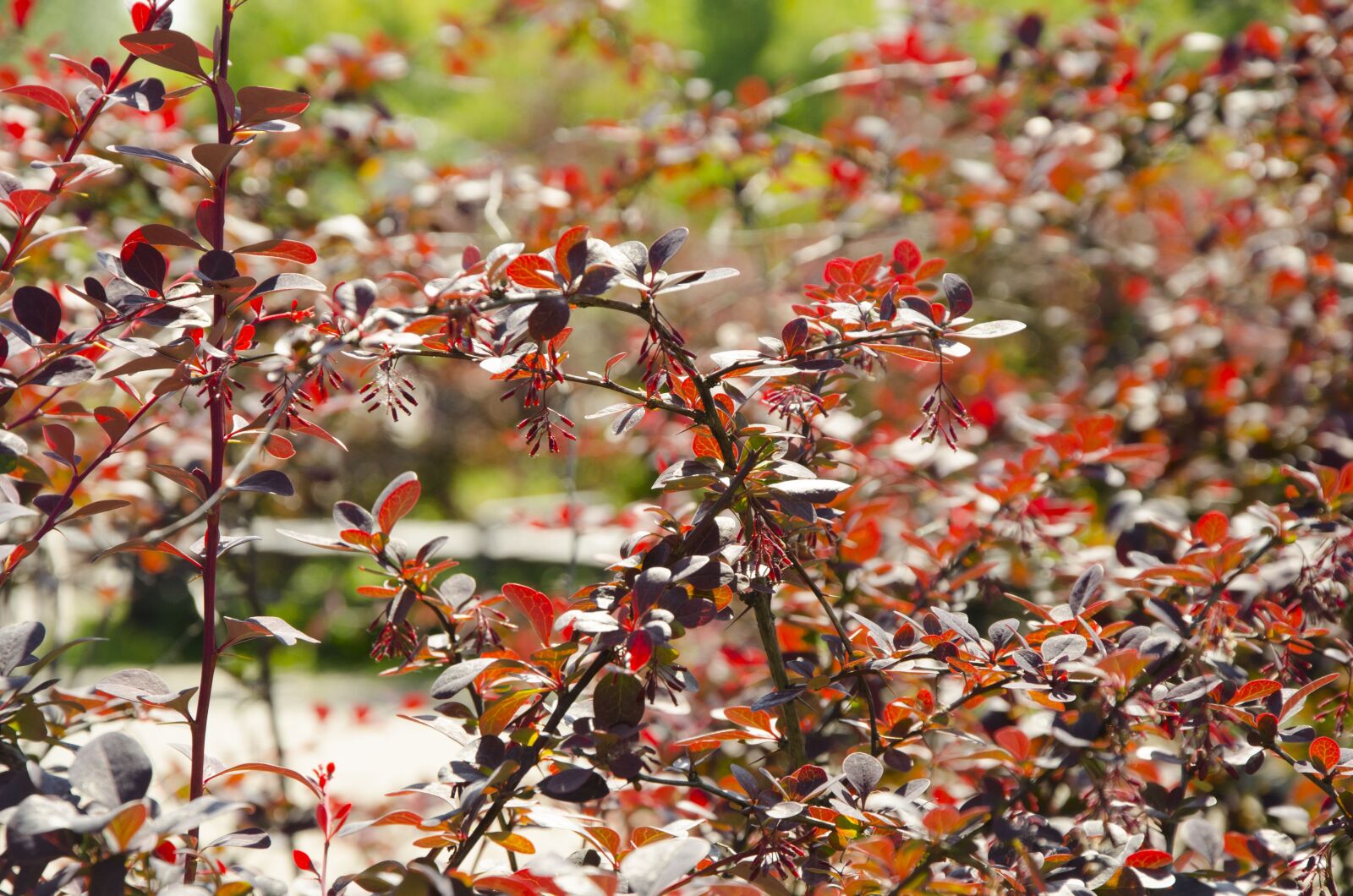 Nikon D7000 sample photo. Nature, burgundy, wine red photography
