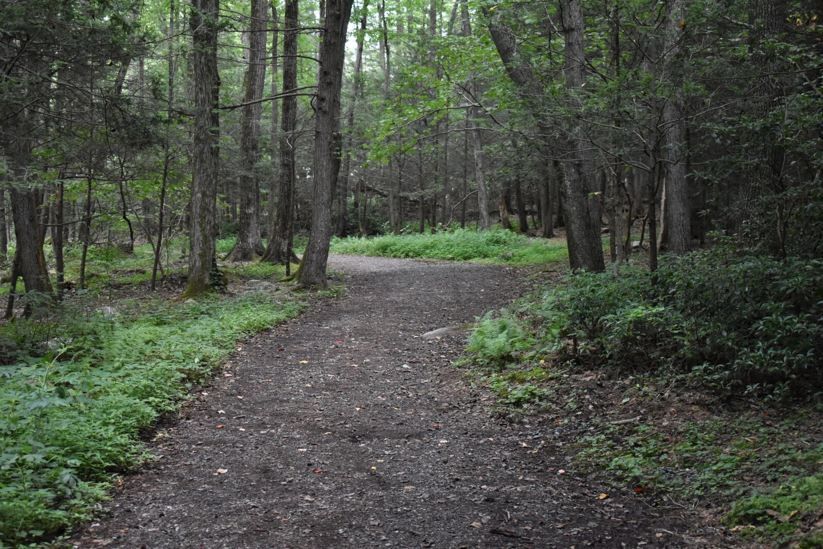 Nikon D3500 sample photo. Nature, forest, path photography