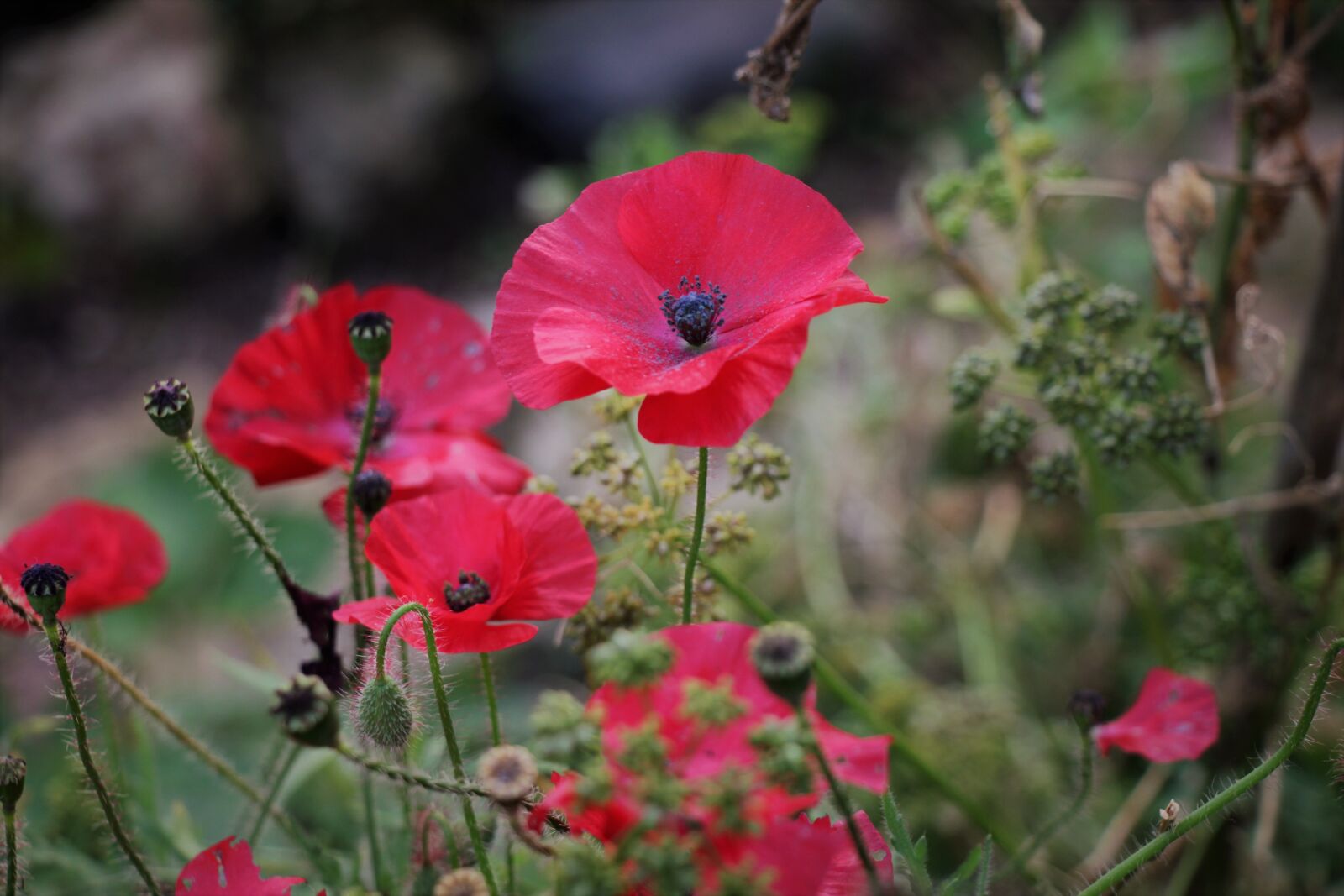 Canon EOS 550D (EOS Rebel T2i / EOS Kiss X4) sample photo. Mack, nature, flower photography