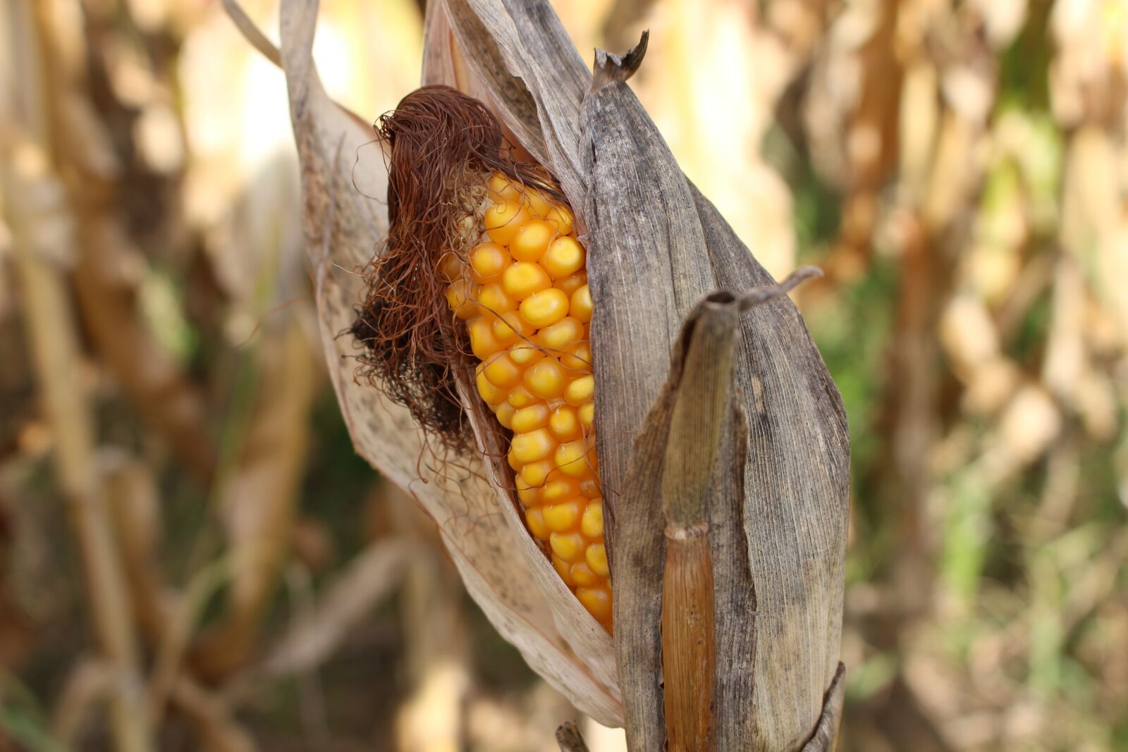 Canon EOS 100D (EOS Rebel SL1 / EOS Kiss X7) sample photo. Corn on the cob photography