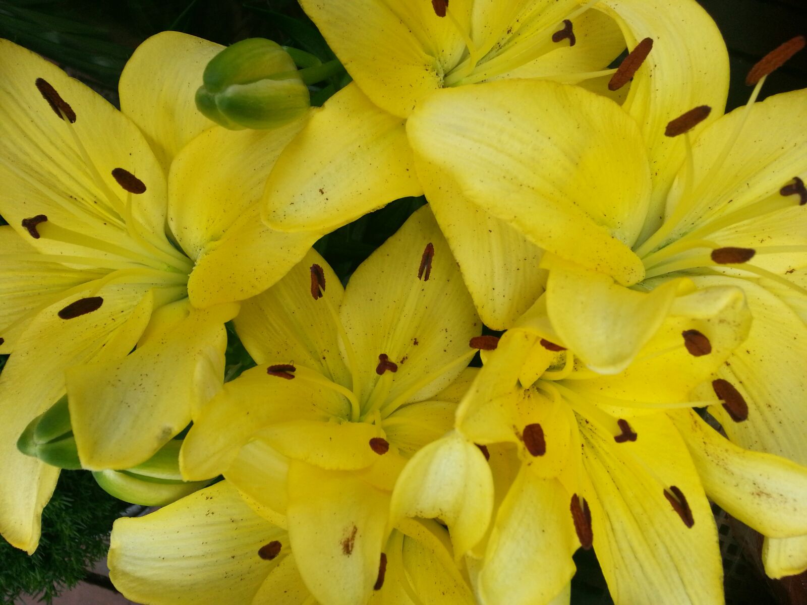 Samsung Galaxy S3 sample photo. Yellow, symphony, blossom photography