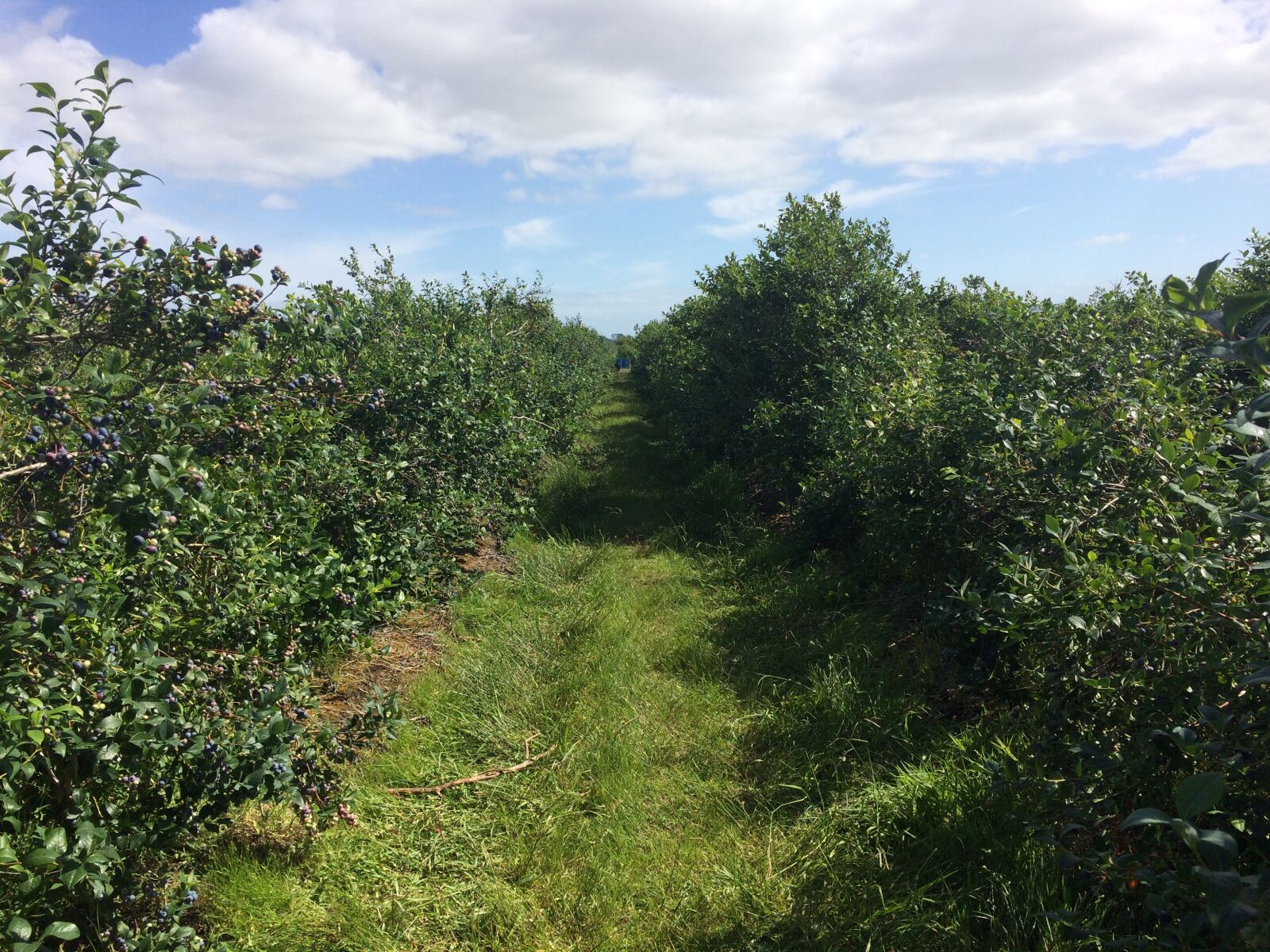 iPhone 5s back camera 4.15mm f/2.2 sample photo. New zealand, hamilton, blueberry photography