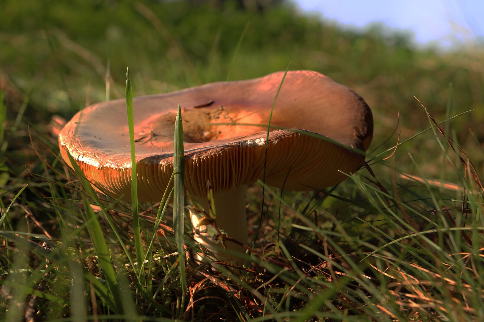Canon EOS 800D (EOS Rebel T7i / EOS Kiss X9i) sample photo. Mushroom, forest, autumn photography