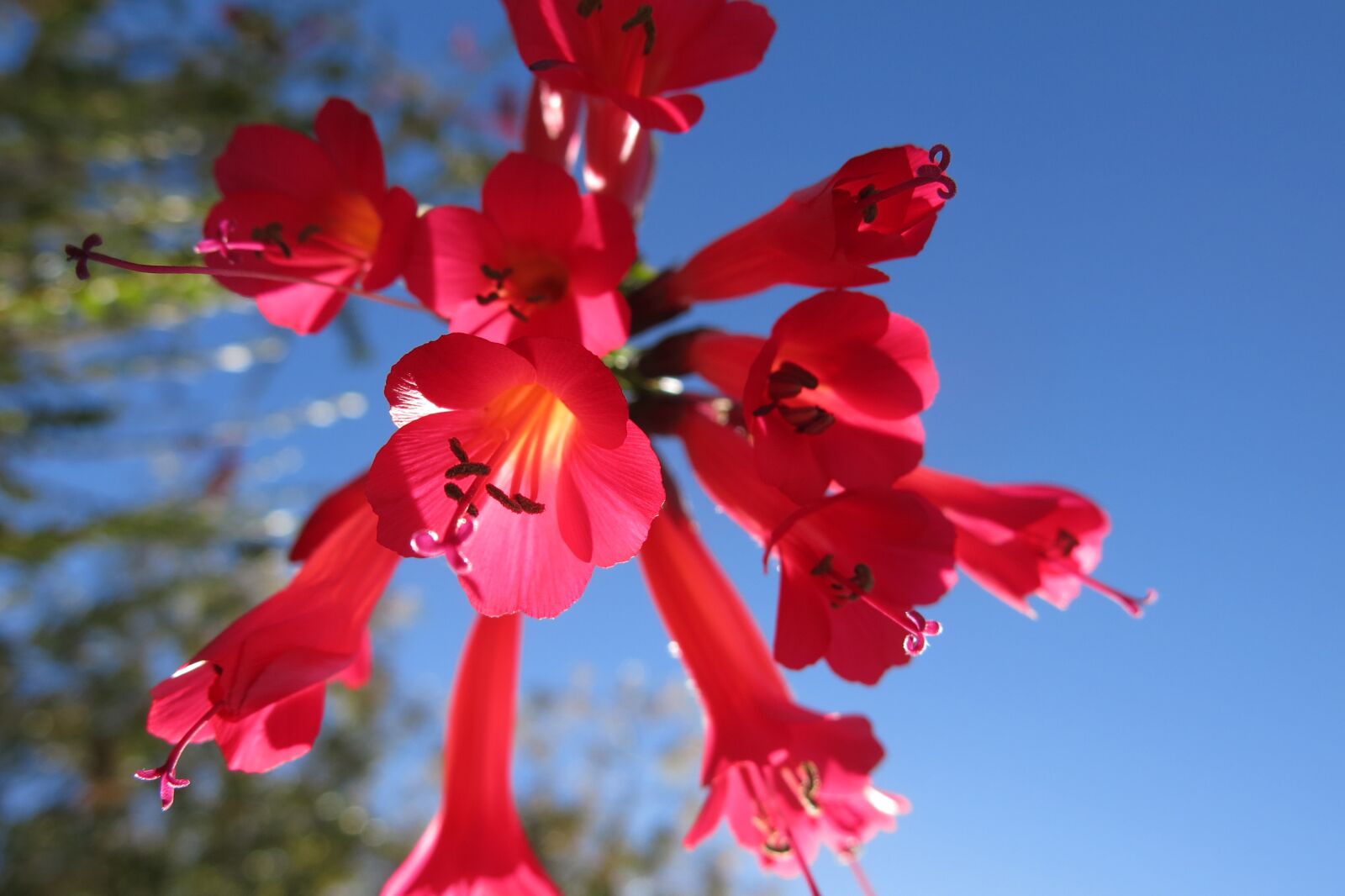 Canon PowerShot G15 sample photo. Red light, cantua buxifolia photography