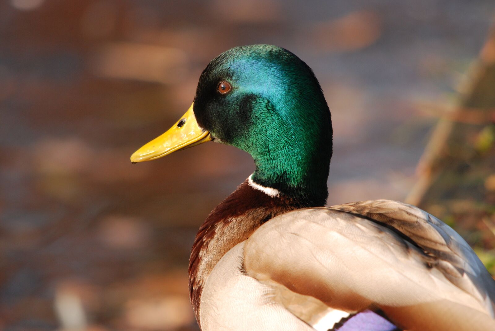 Nikon D80 sample photo. Nature, bird, duck photography