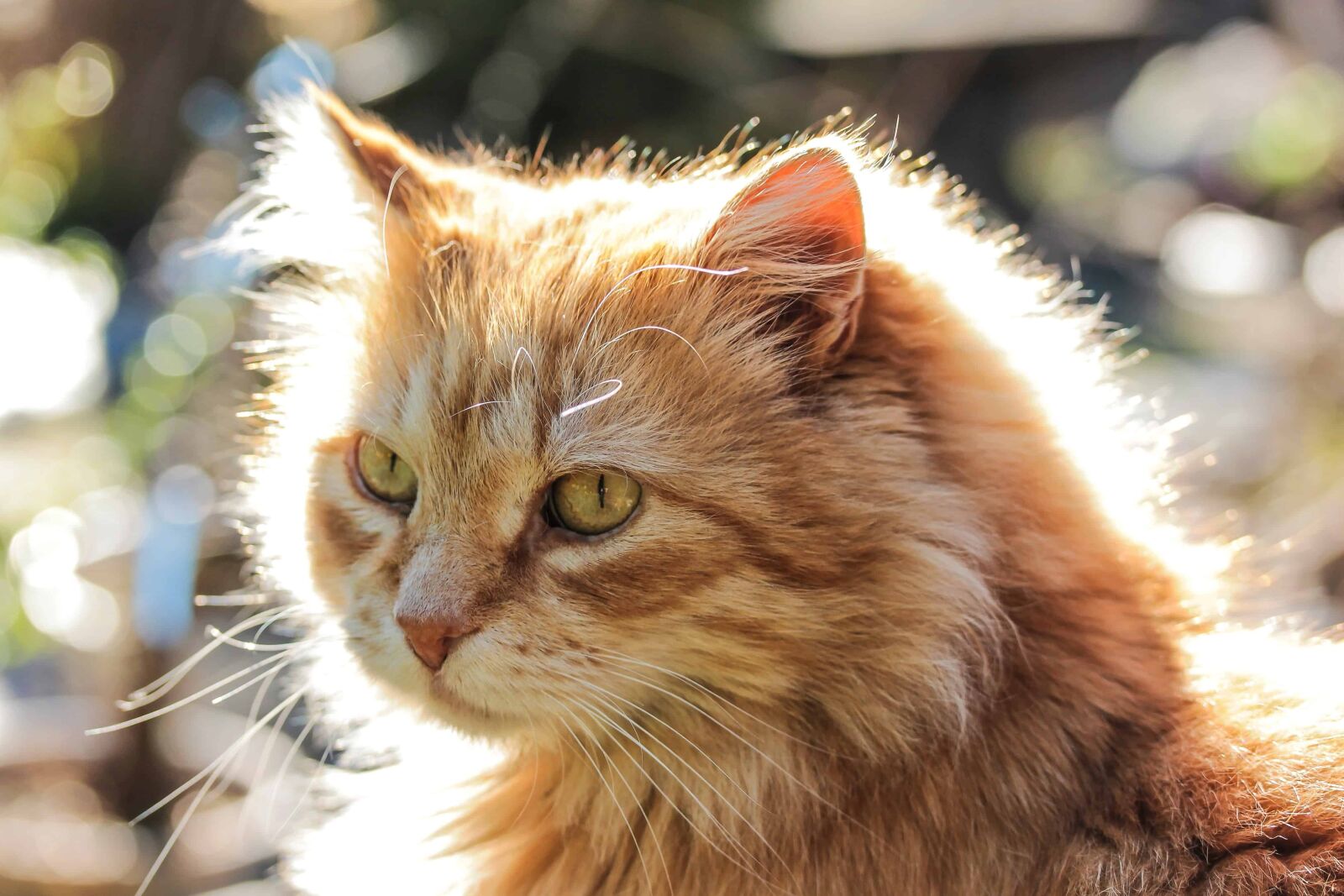 Canon EOS 1100D (EOS Rebel T3 / EOS Kiss X50) sample photo. Kitten, eye, animal, portrait photography