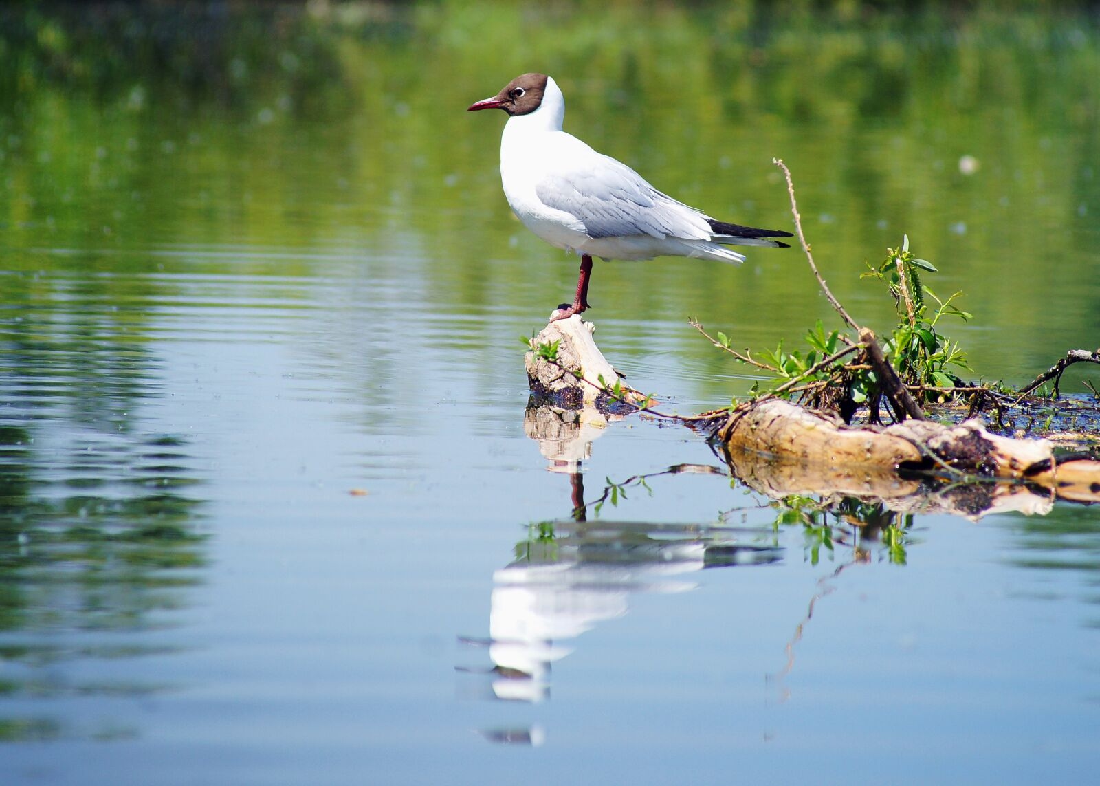Sony Alpha DSLR-A850 sample photo. Seagull, water, nature photography