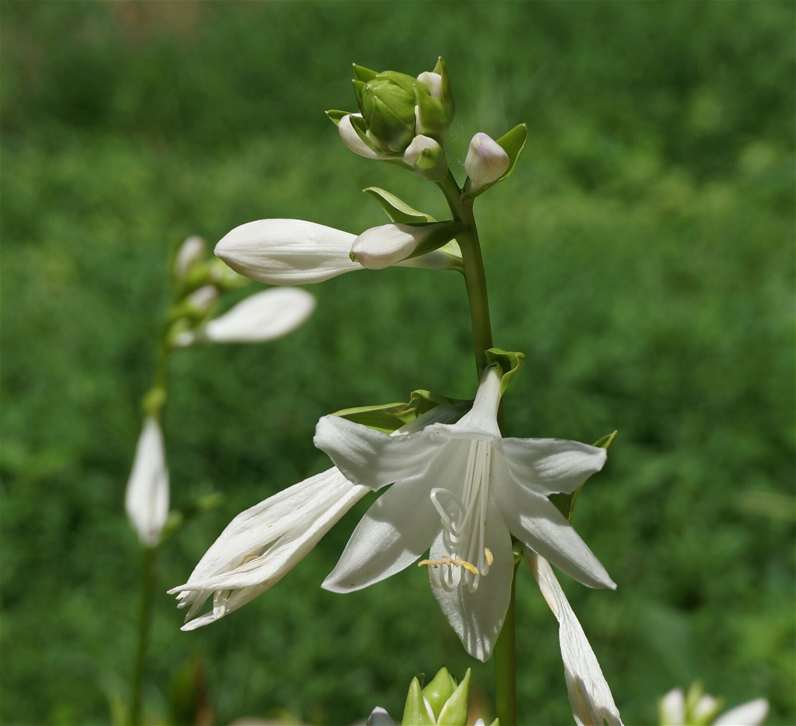 Sony Alpha NEX-5T sample photo. Plantain lilies, lily, hosta photography