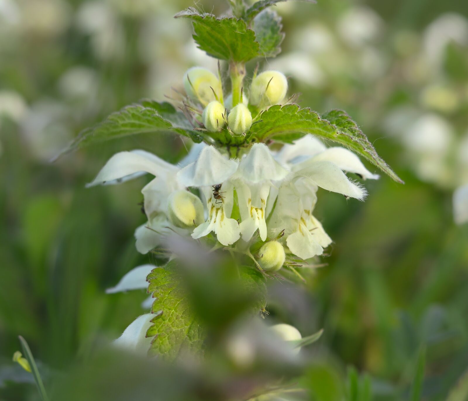 Canon PowerShot G3 X sample photo. Dead nettle, white deadnettle photography