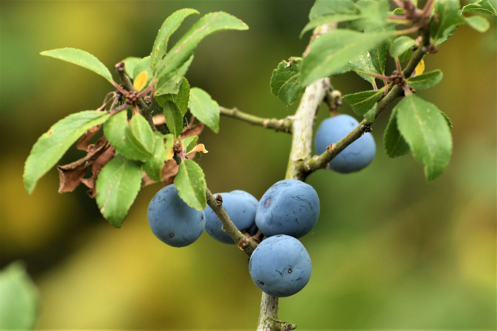 Nikon D500 sample photo. Schlehe, berries, bush photography
