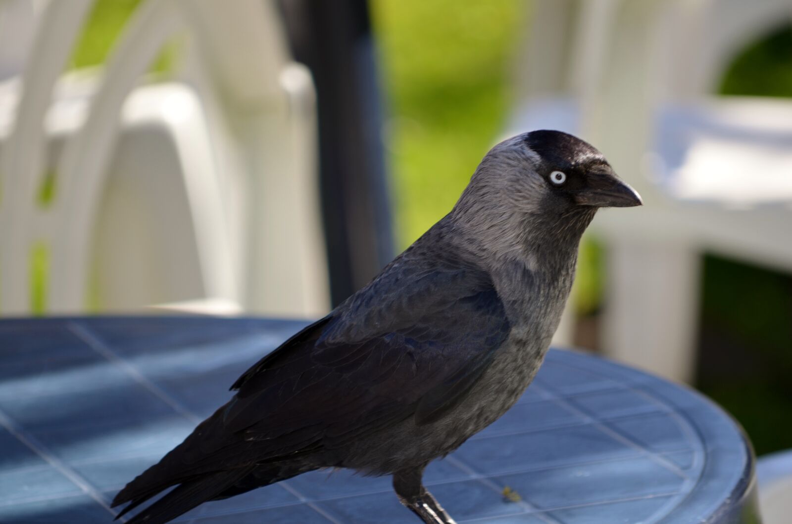Nikon D5100 sample photo. Jackdaw, member of the photography