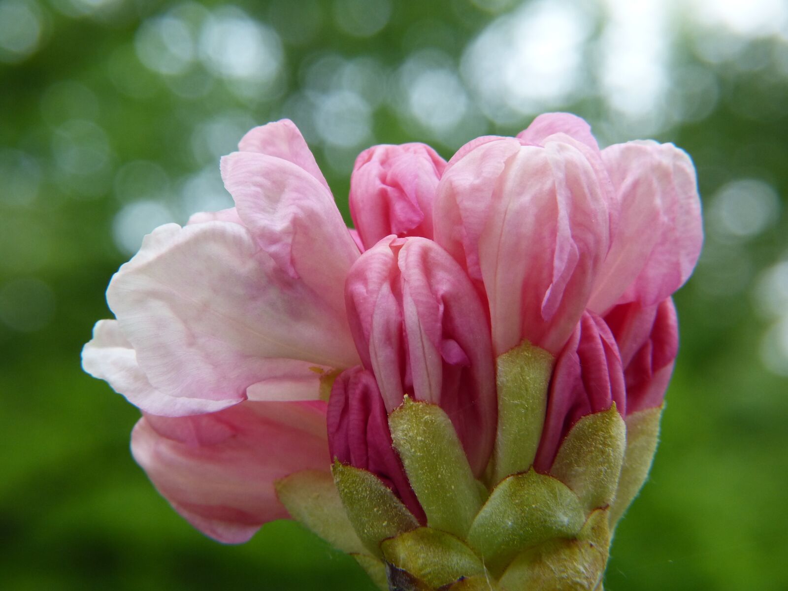 Panasonic Lumix DMC-FZ150 sample photo. Rhododendron, bud, pink photography