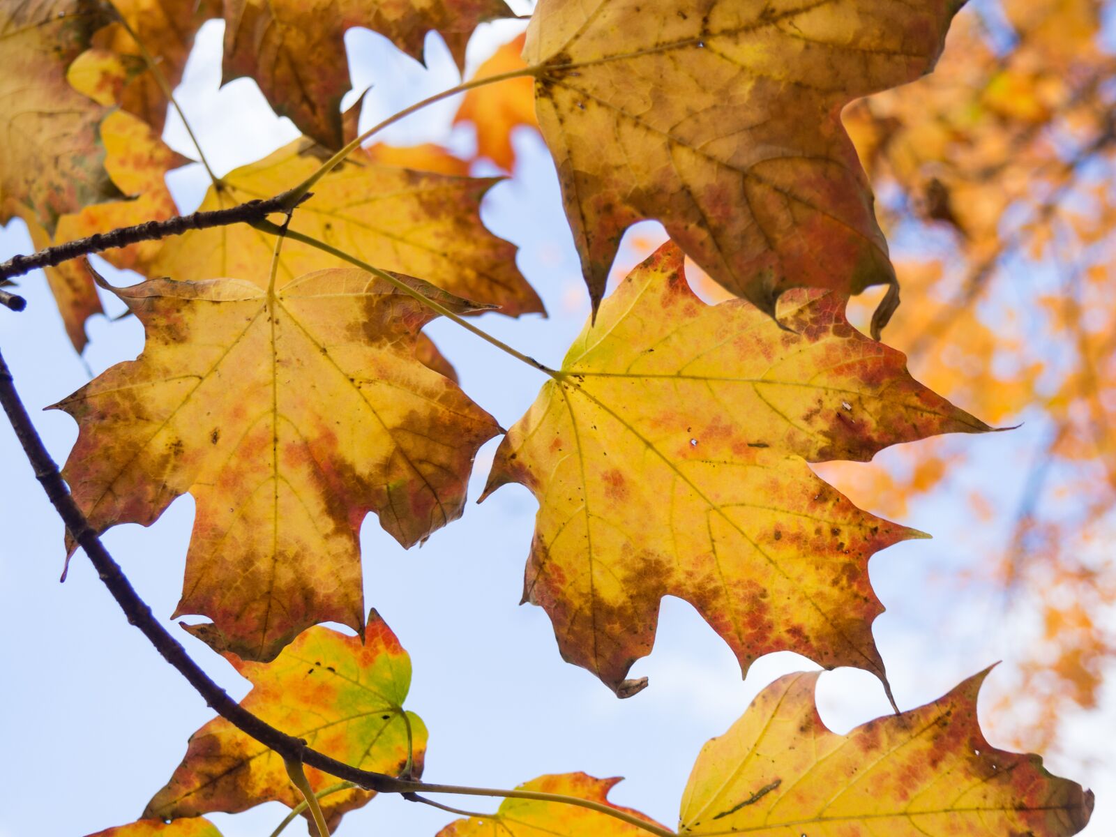 Olympus OM-D E-M10 sample photo. Leaves, maple leaf, fall photography
