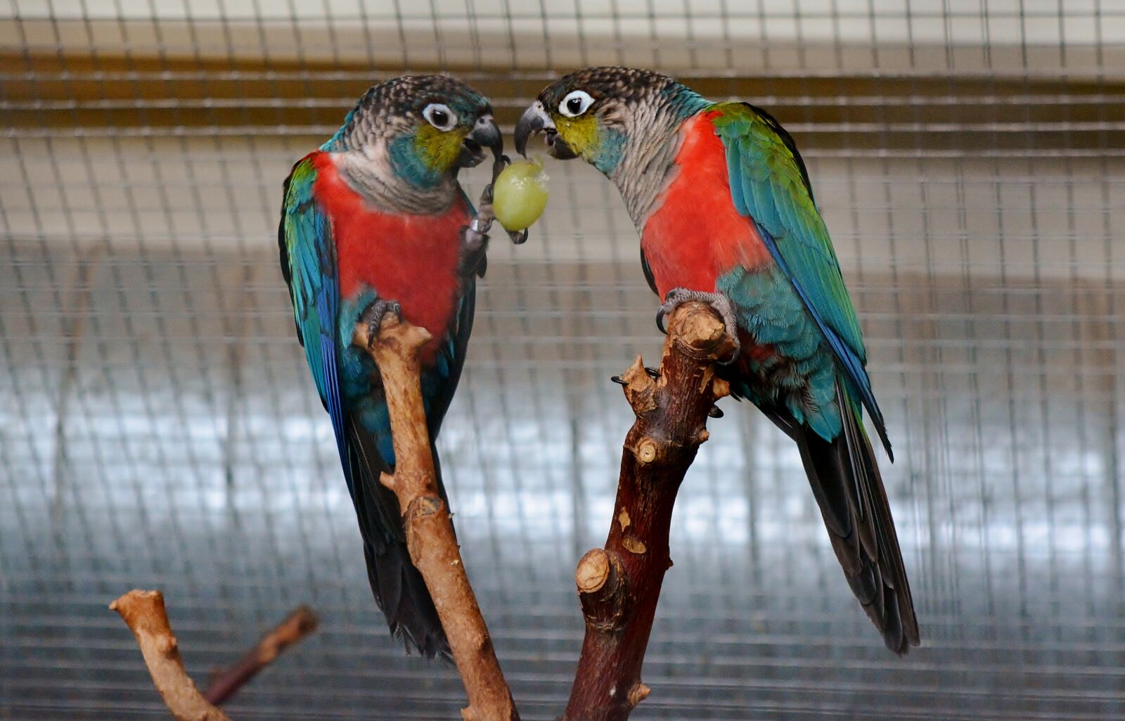 Nikon D5200 sample photo. Parakeet, aviary, exotic photography