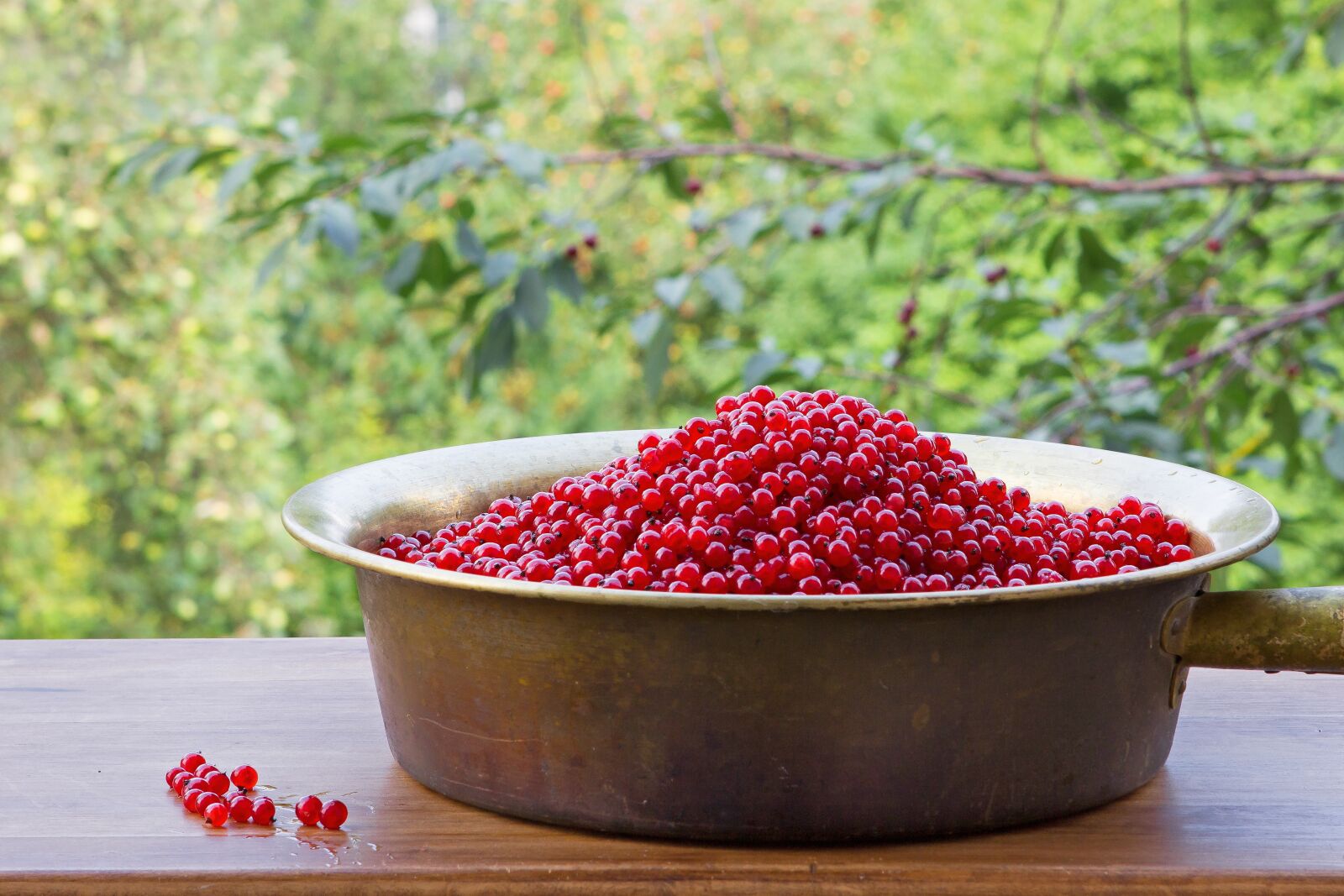 Canon EOS 60D sample photo. Berry, red, currant photography