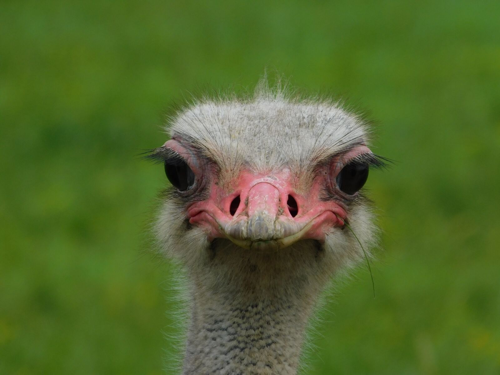 Nikon Coolpix B500 sample photo. Bird, ostrich, animal photography