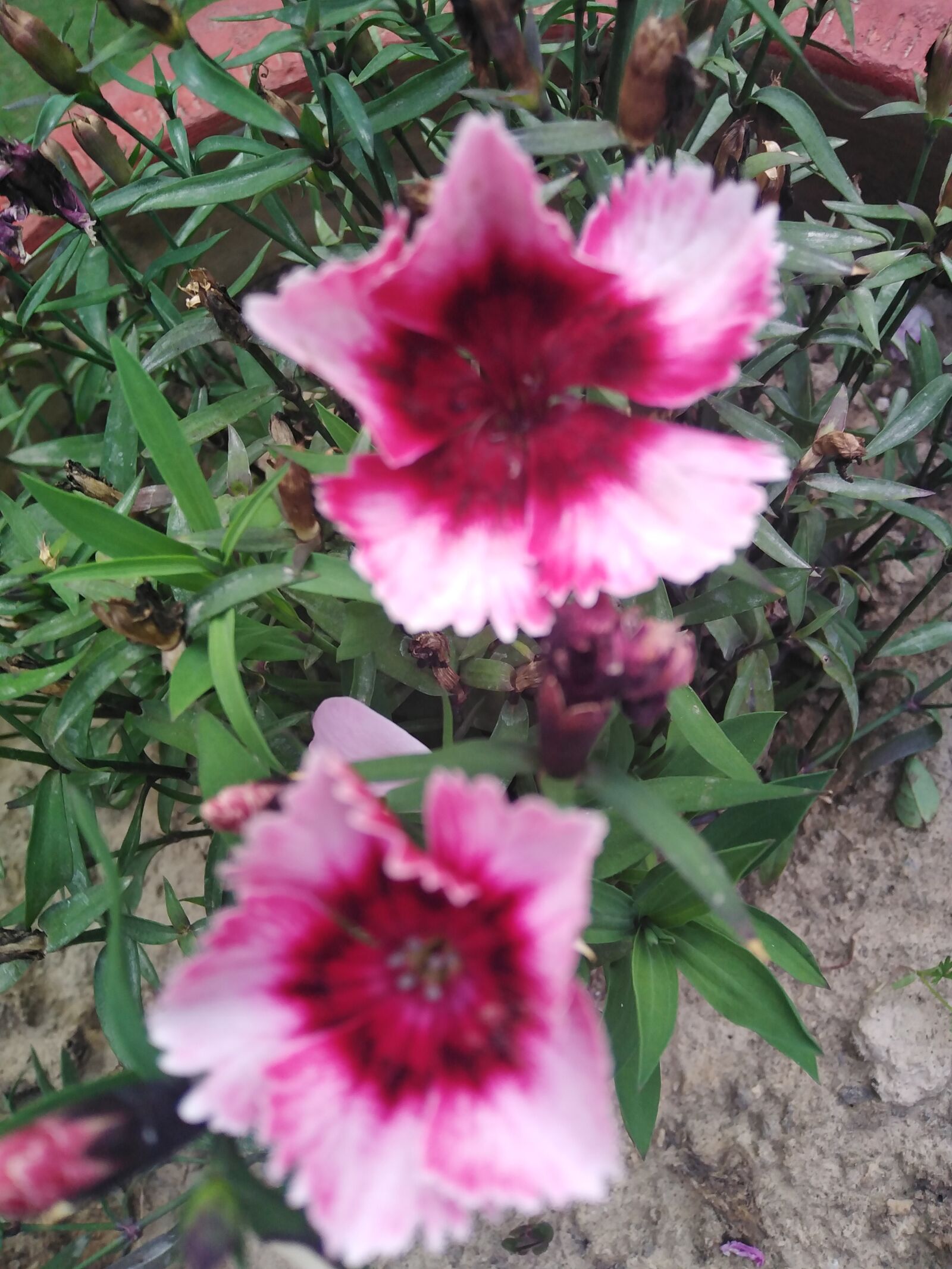 HUAWEI DUB-LX1 sample photo. Flowers, red, rose photography