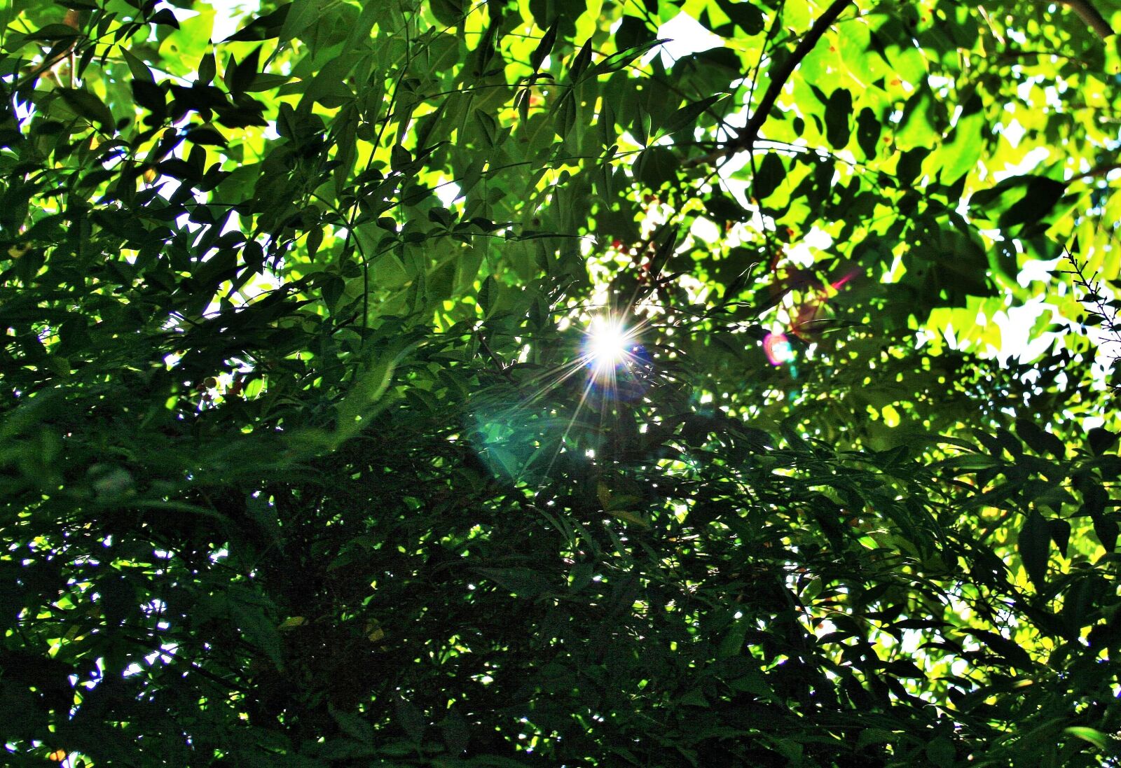Canon EOS 400D (EOS Digital Rebel XTi / EOS Kiss Digital X) sample photo. Green foliage, leaves, dense photography