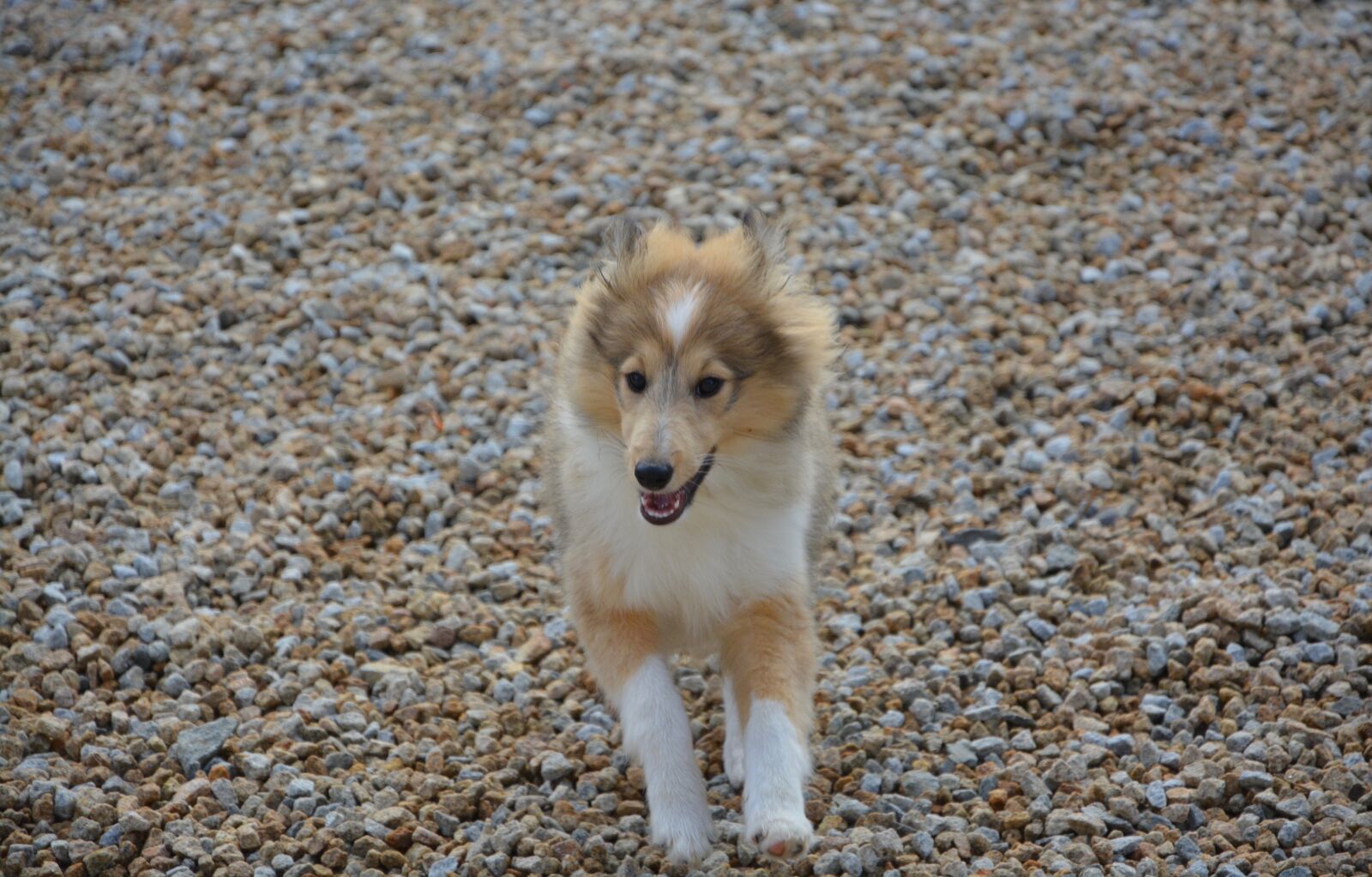 Nikon D5200 sample photo. Dog, shetland sheepdog running photography