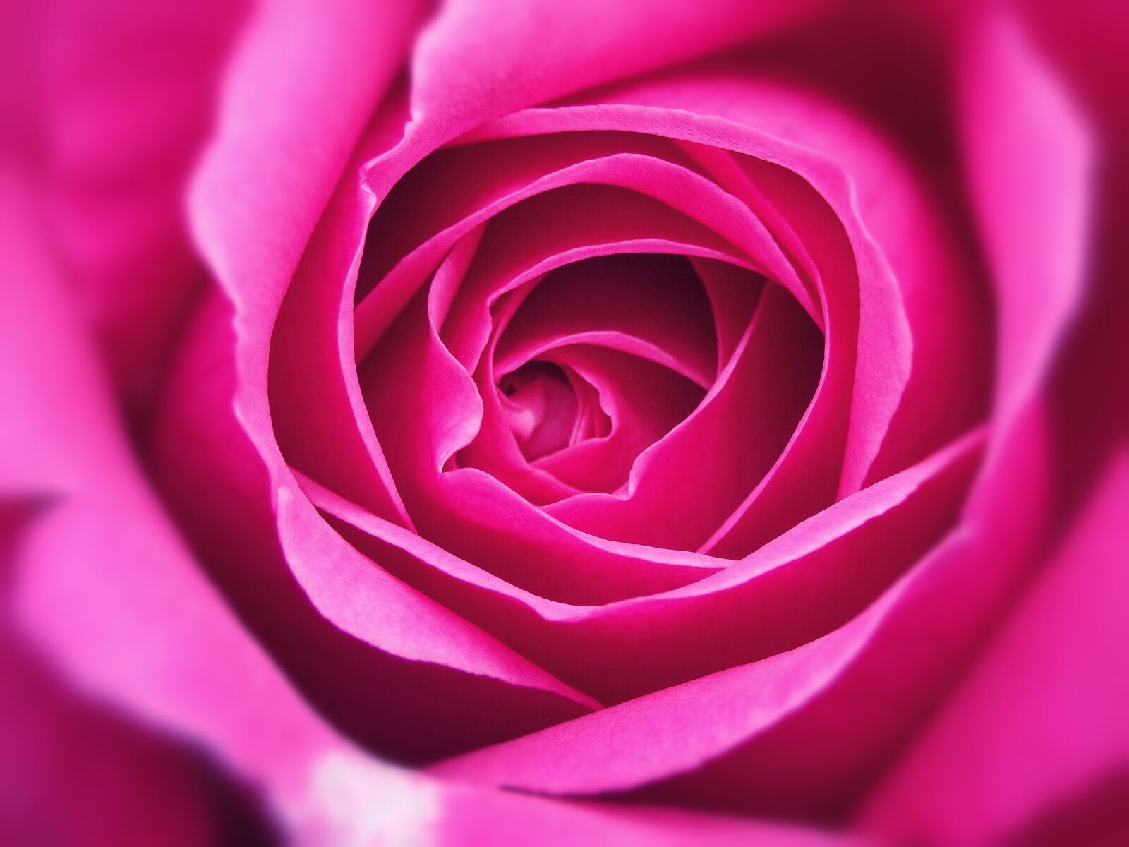 Olympus SZ-15,DZ-100 sample photo. Rosa, petals, petal photography